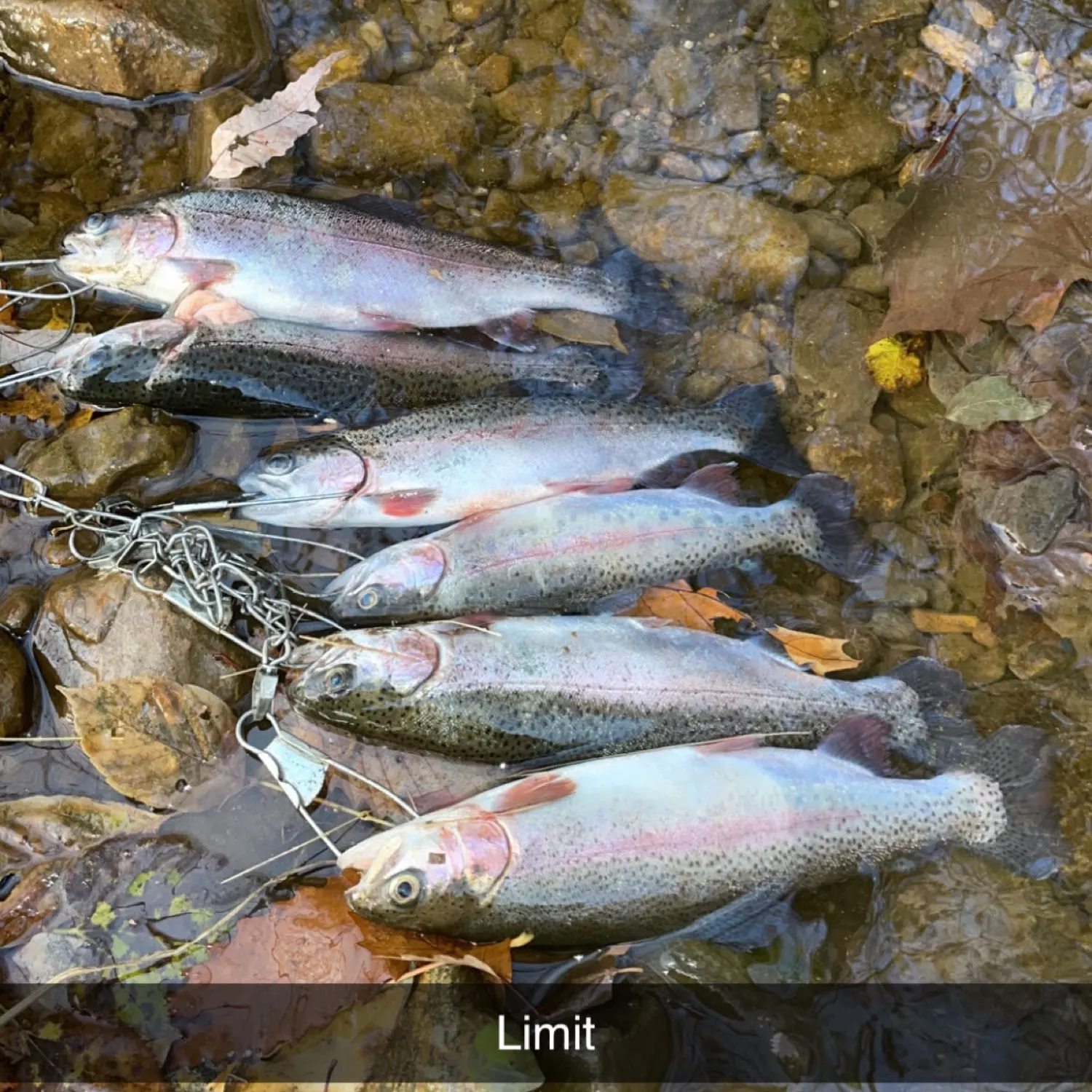 recently logged catches