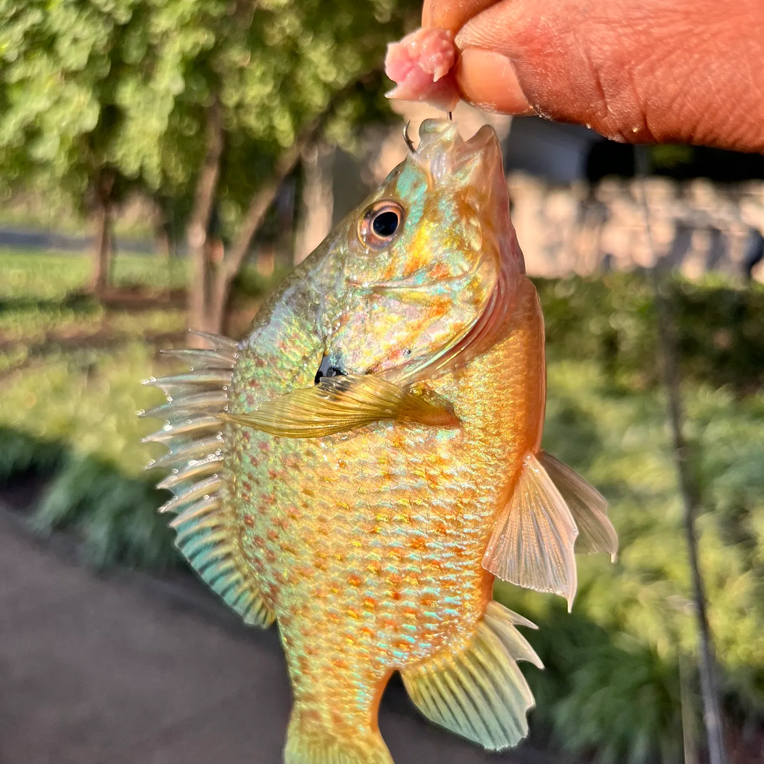catch