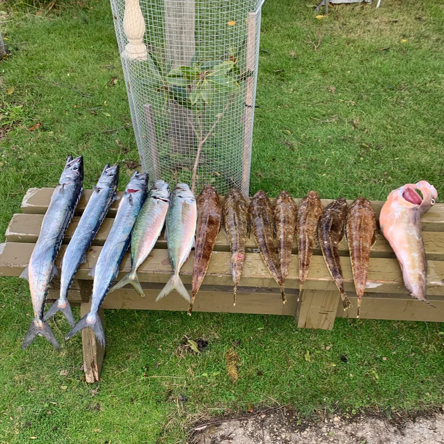 recently logged catches