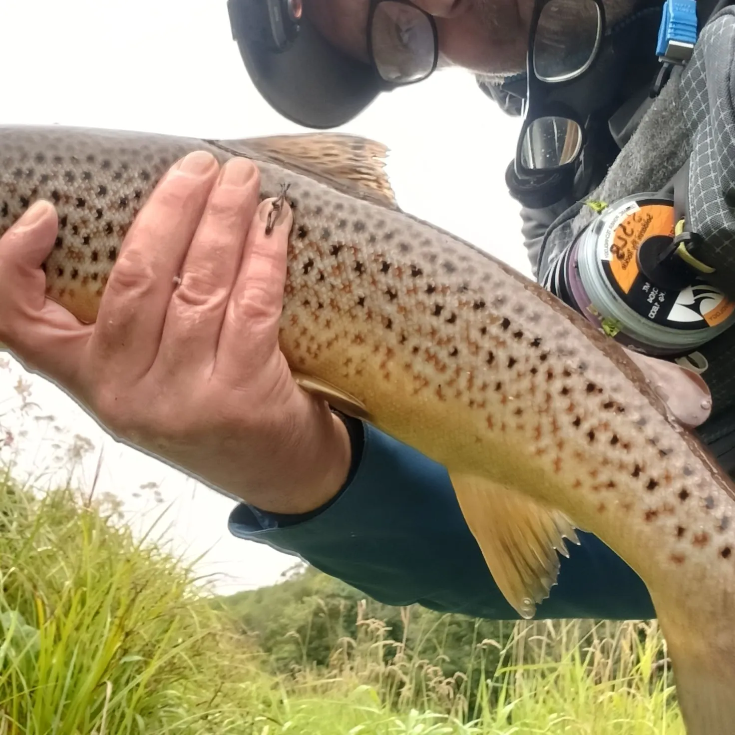 Brown trout caught on Fishbrain