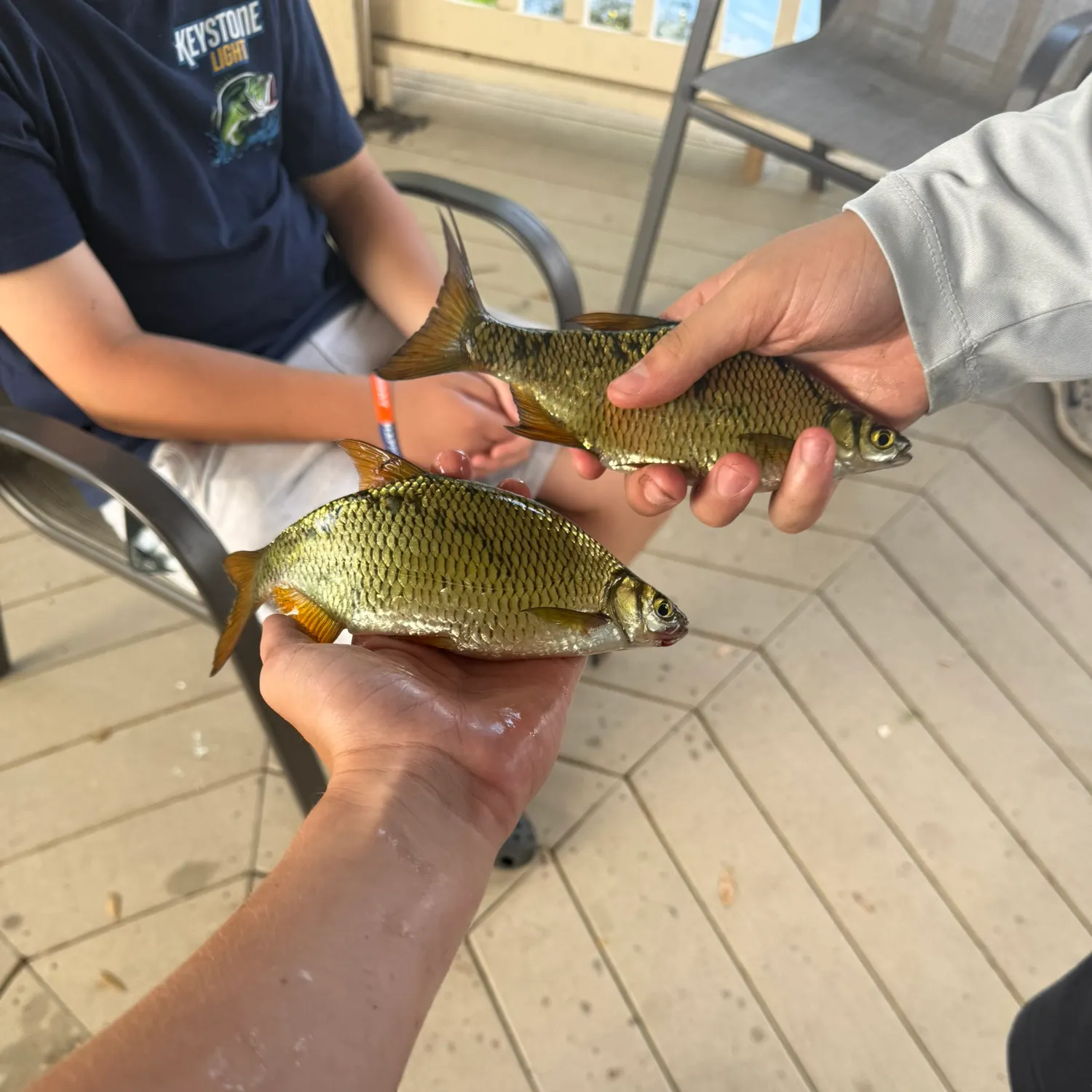 The most recent Golden shiner catches on Fishbrain