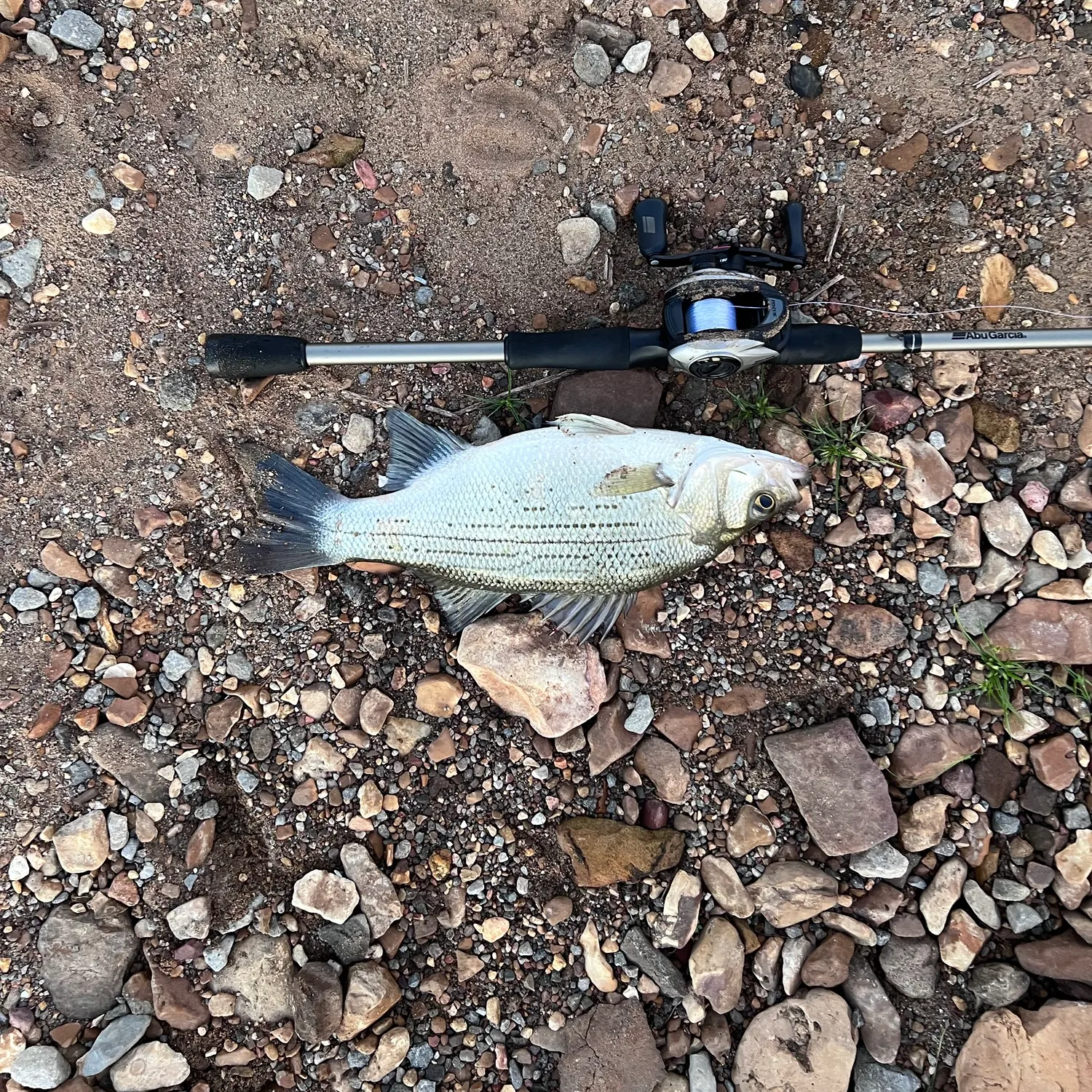 White bass caught on Fishbrain