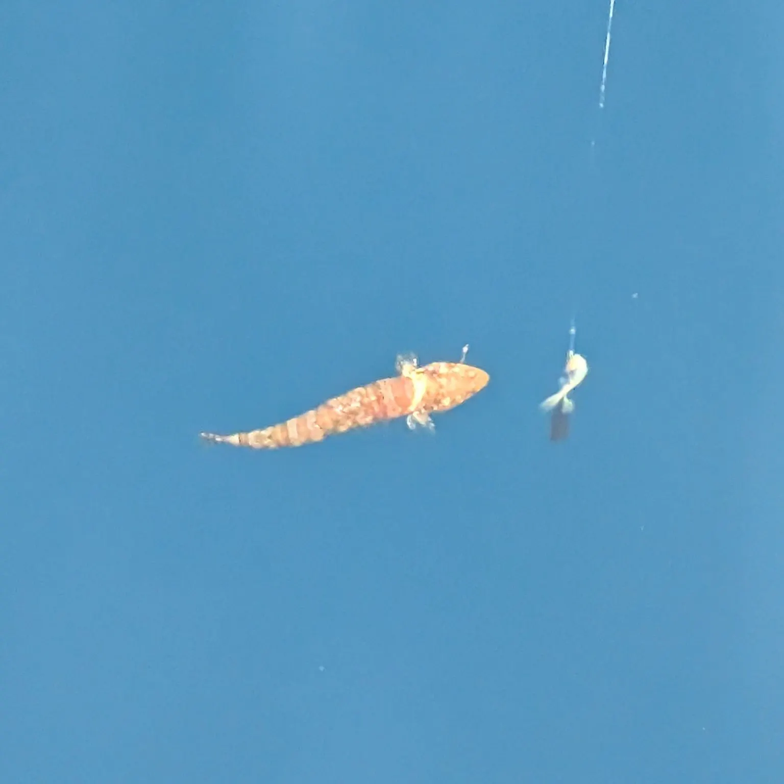 The most recent Brushtooth lizardfish catches on Fishbrain
