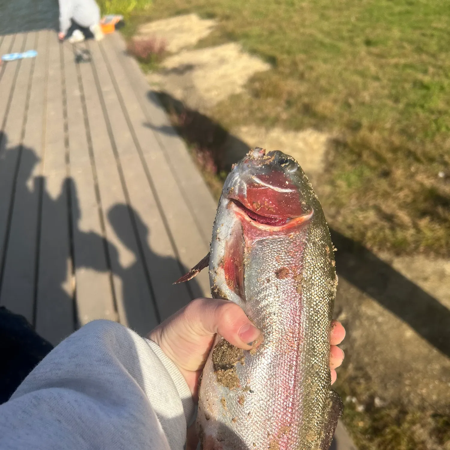 Rainbow trout caught on Fishbrain