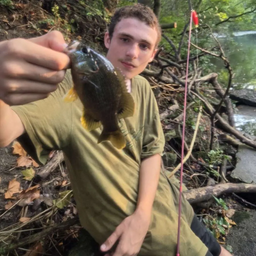 Green sunfish caught on Fishbrain