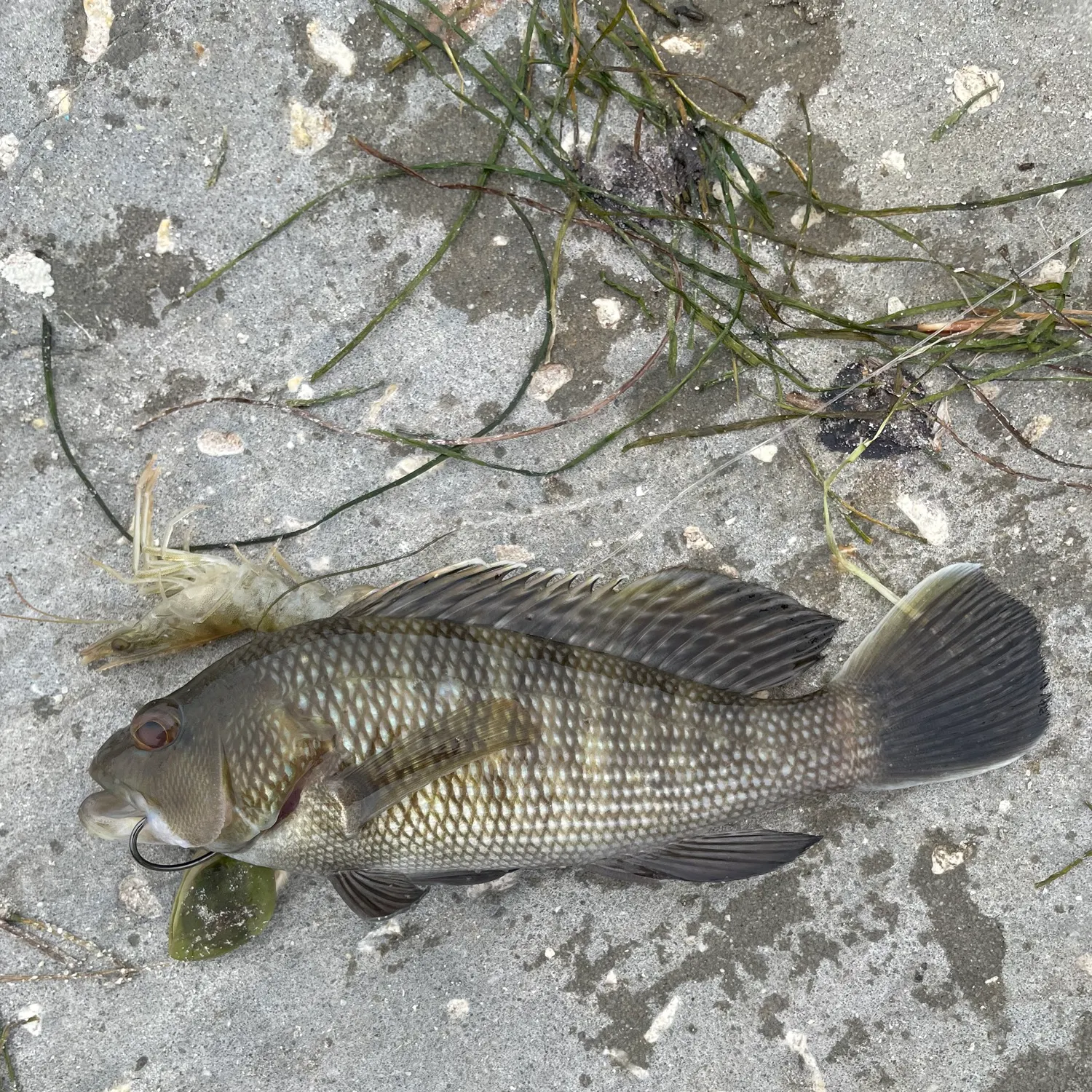 Black sea bass caught on Fishbrain