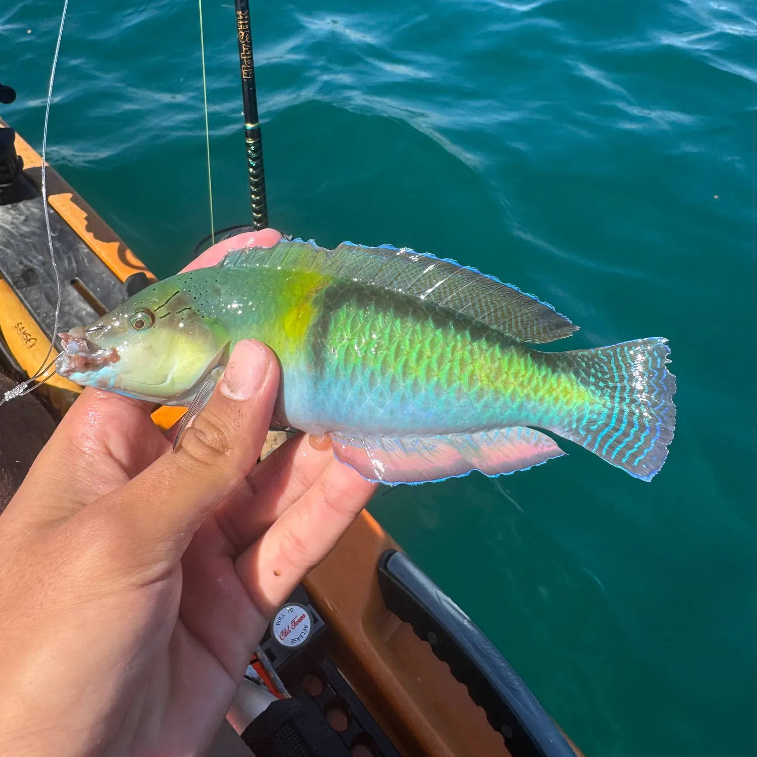 The most recent Yellowhead wrasse catches on Fishbrain
