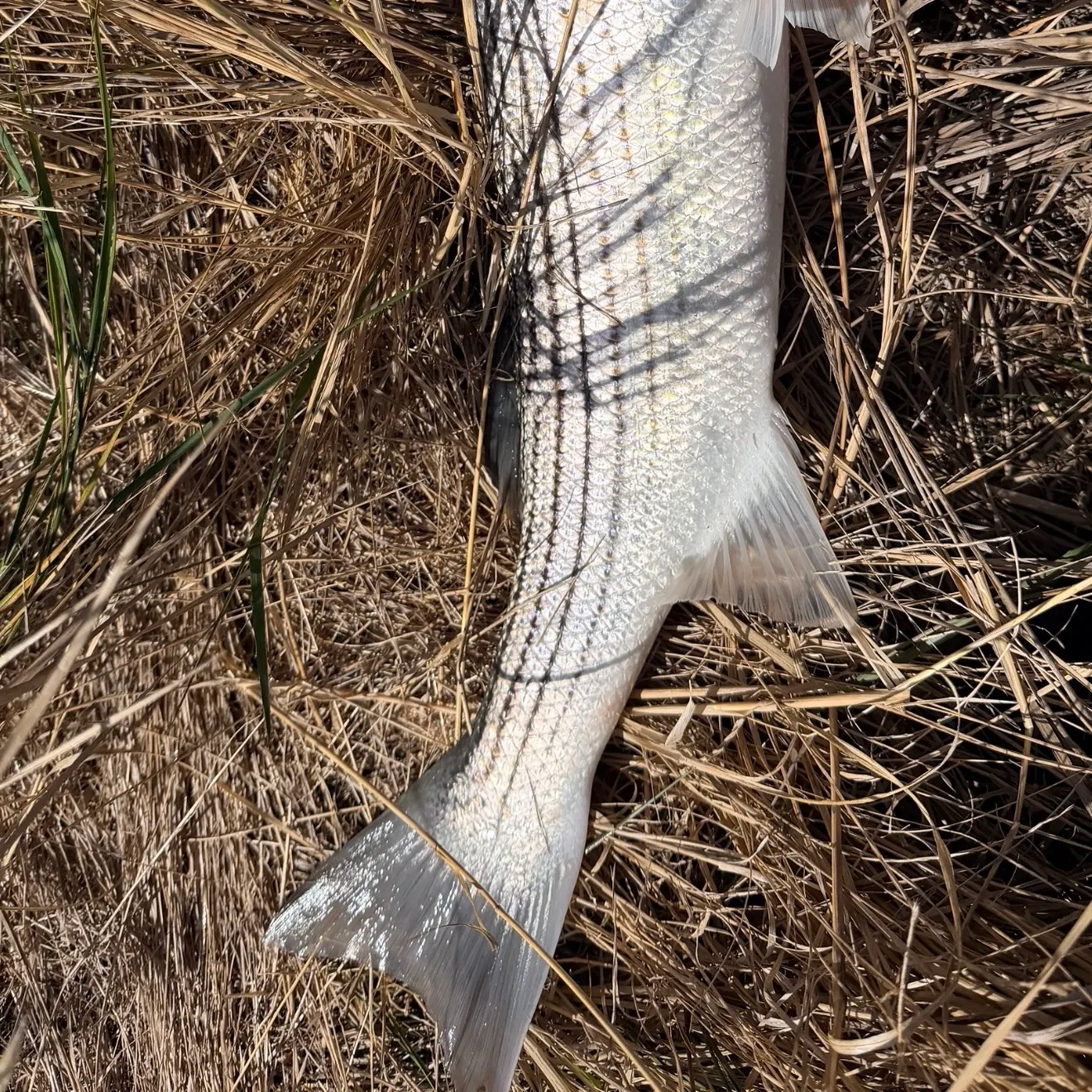 Striped bass caught on Fishbrain