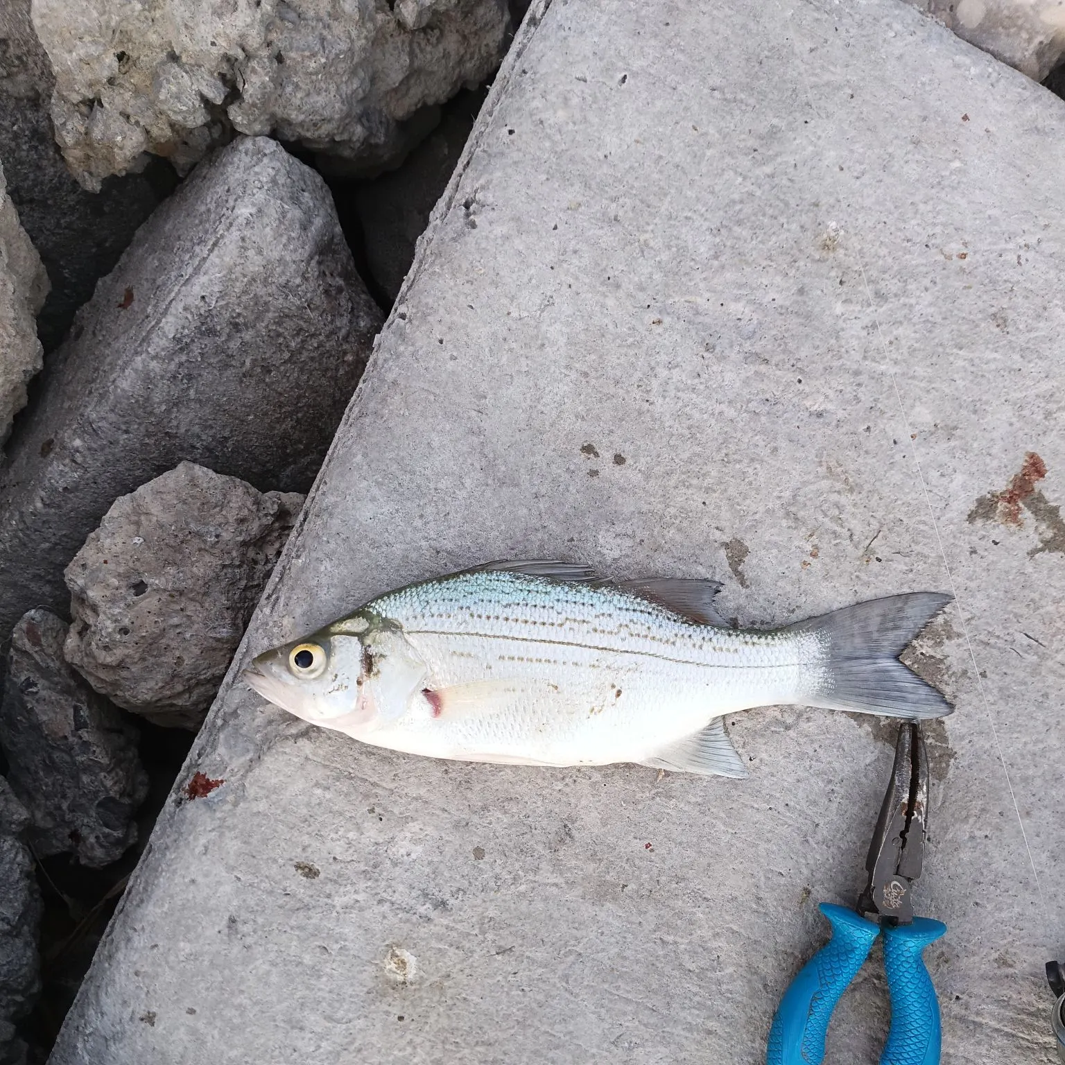 White bass caught on Fishbrain