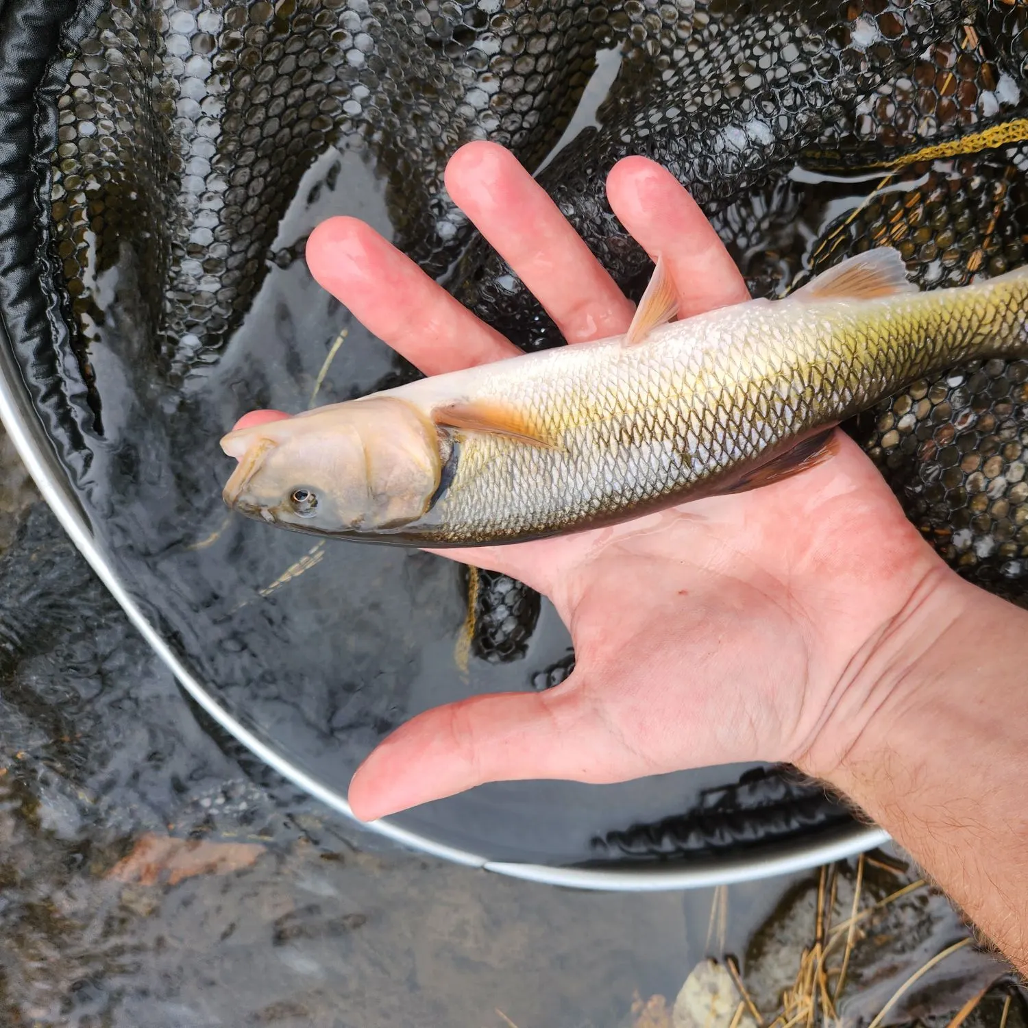 Creek chub caught on Fishbrain