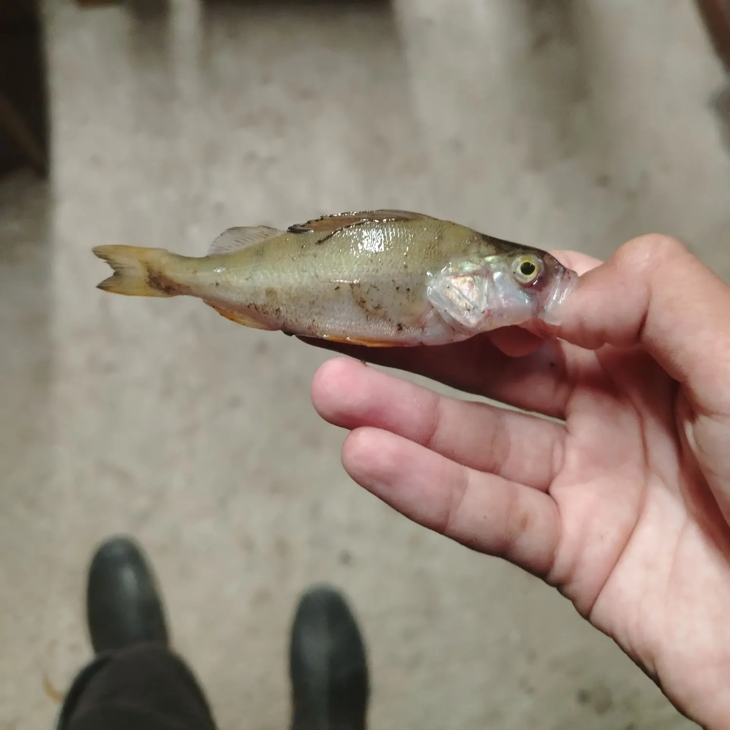 catch