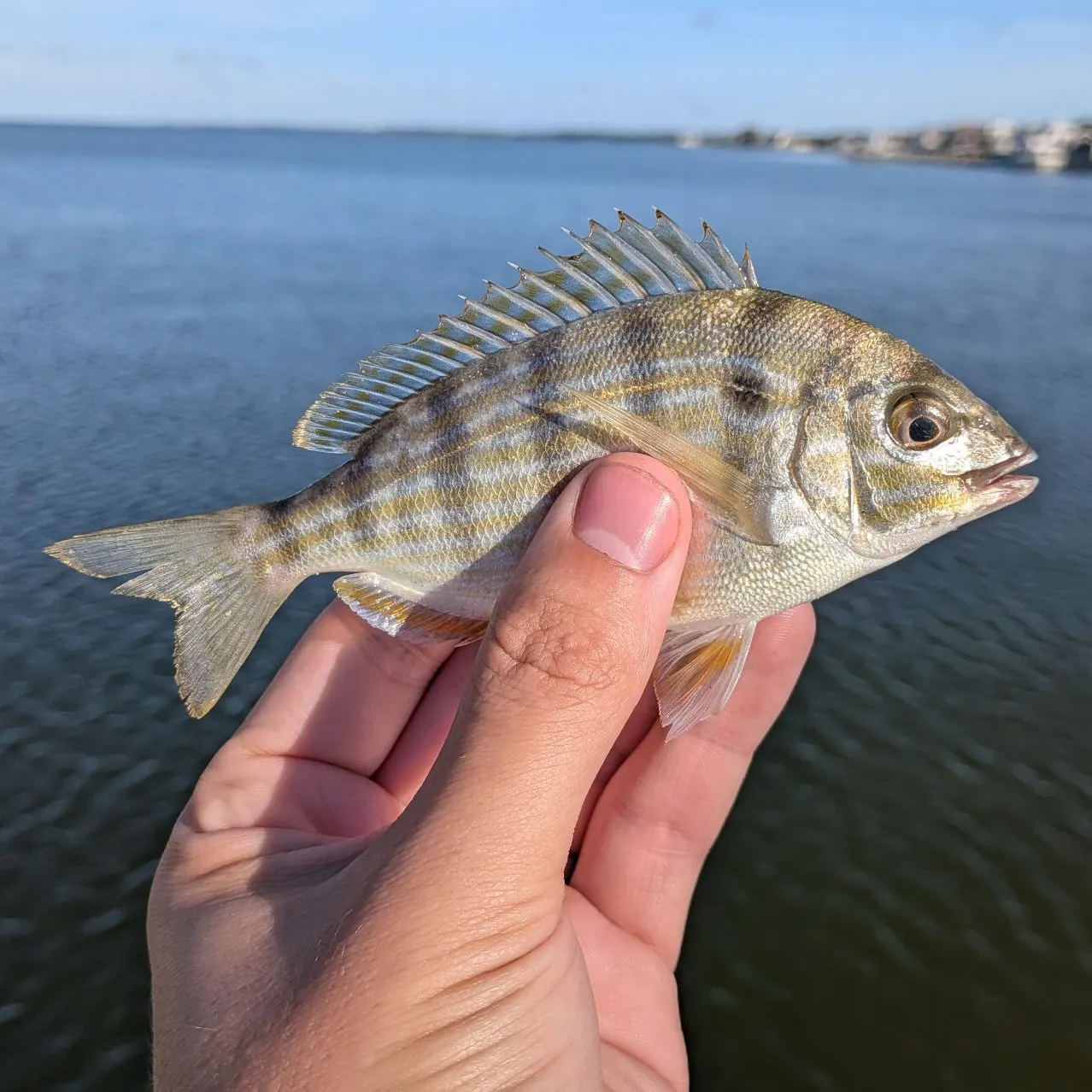 Pinfish caught on Fishbrain