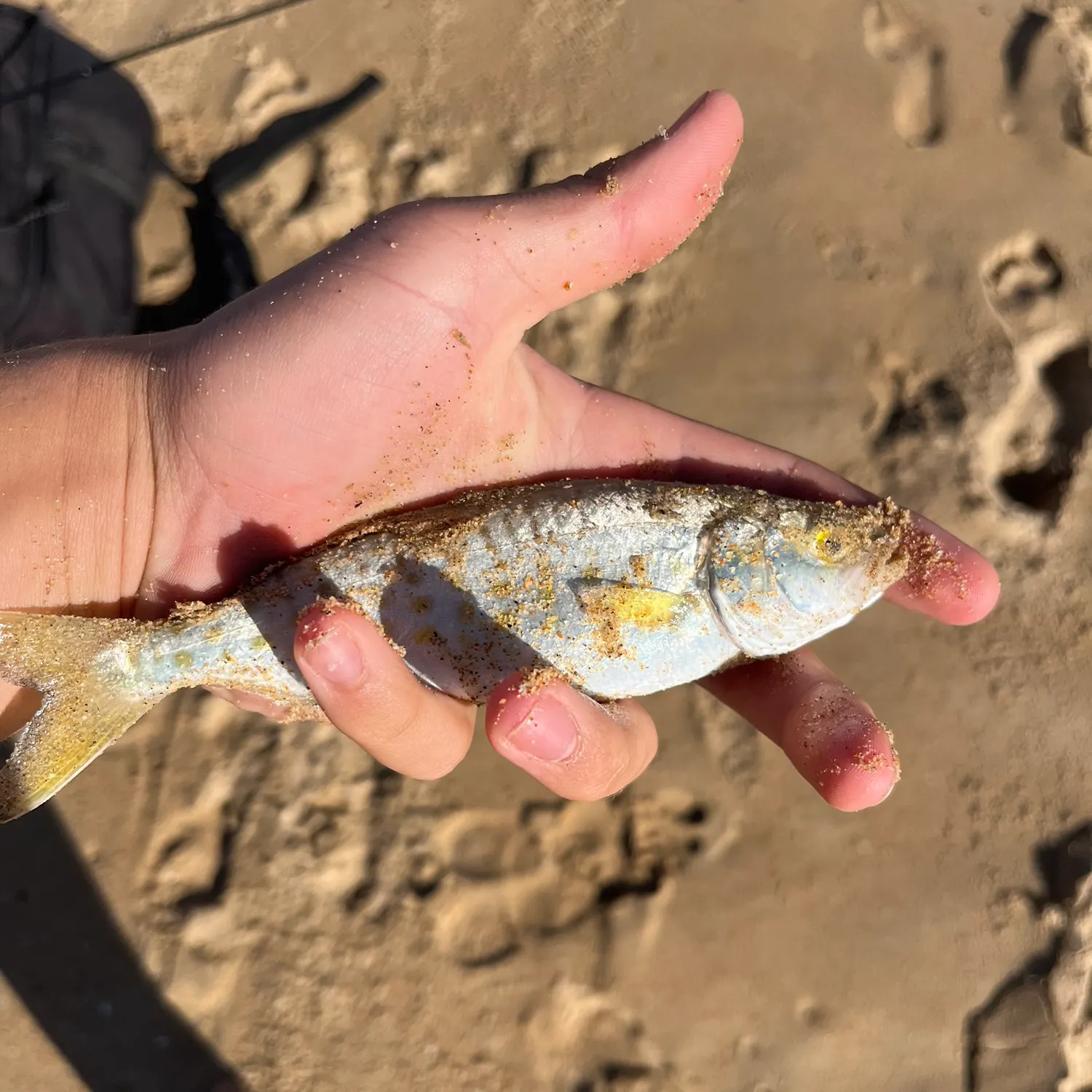 The most recent Eastern Australian salmon catches on Fishbrain