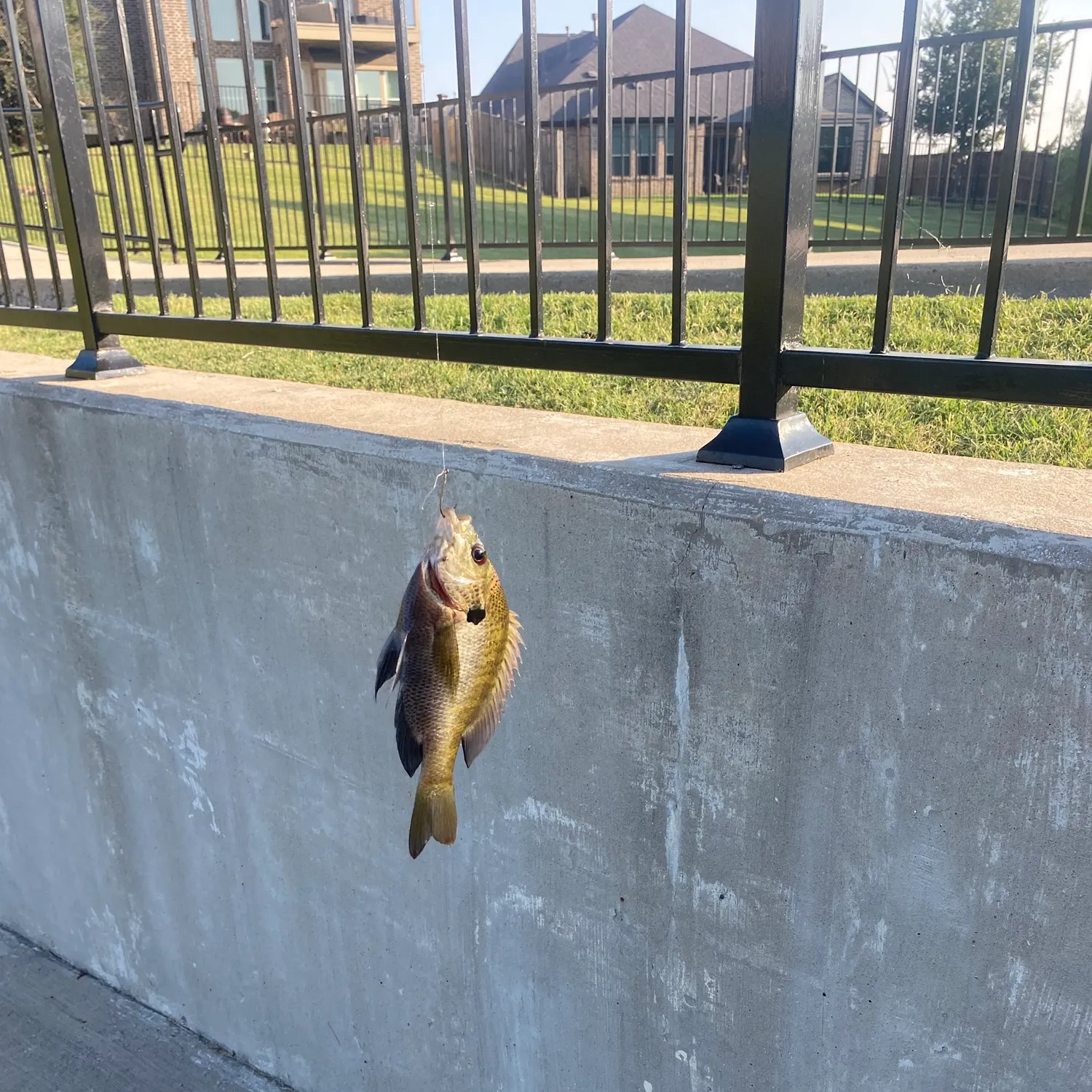 Bluegill caught on Fishbrain
