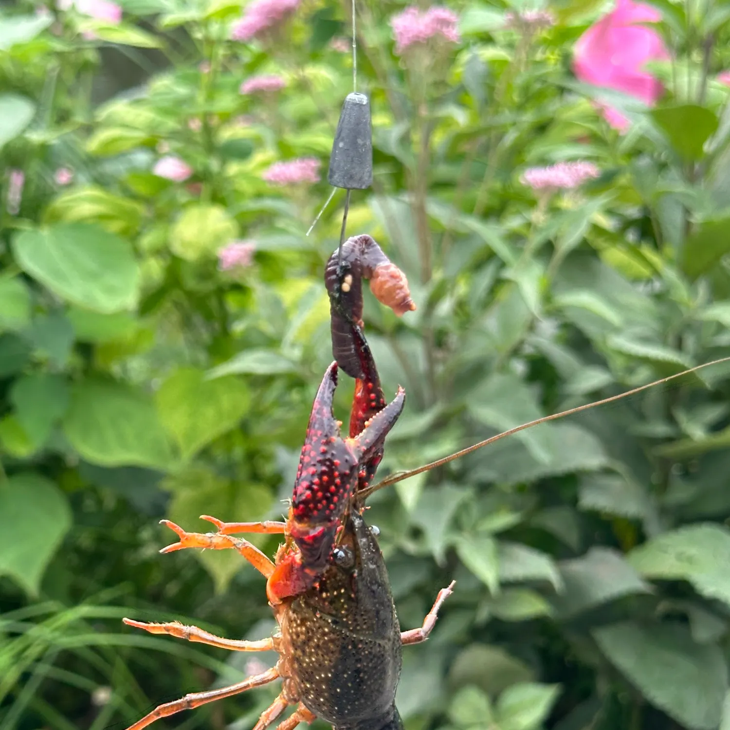 Red swamp crayfish caught on Fishbrain