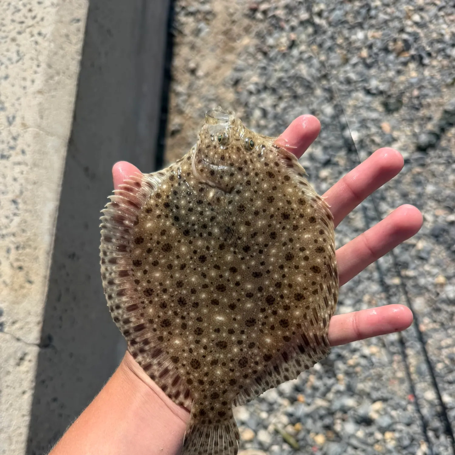 The most recent Windowpane flounder catches on Fishbrain