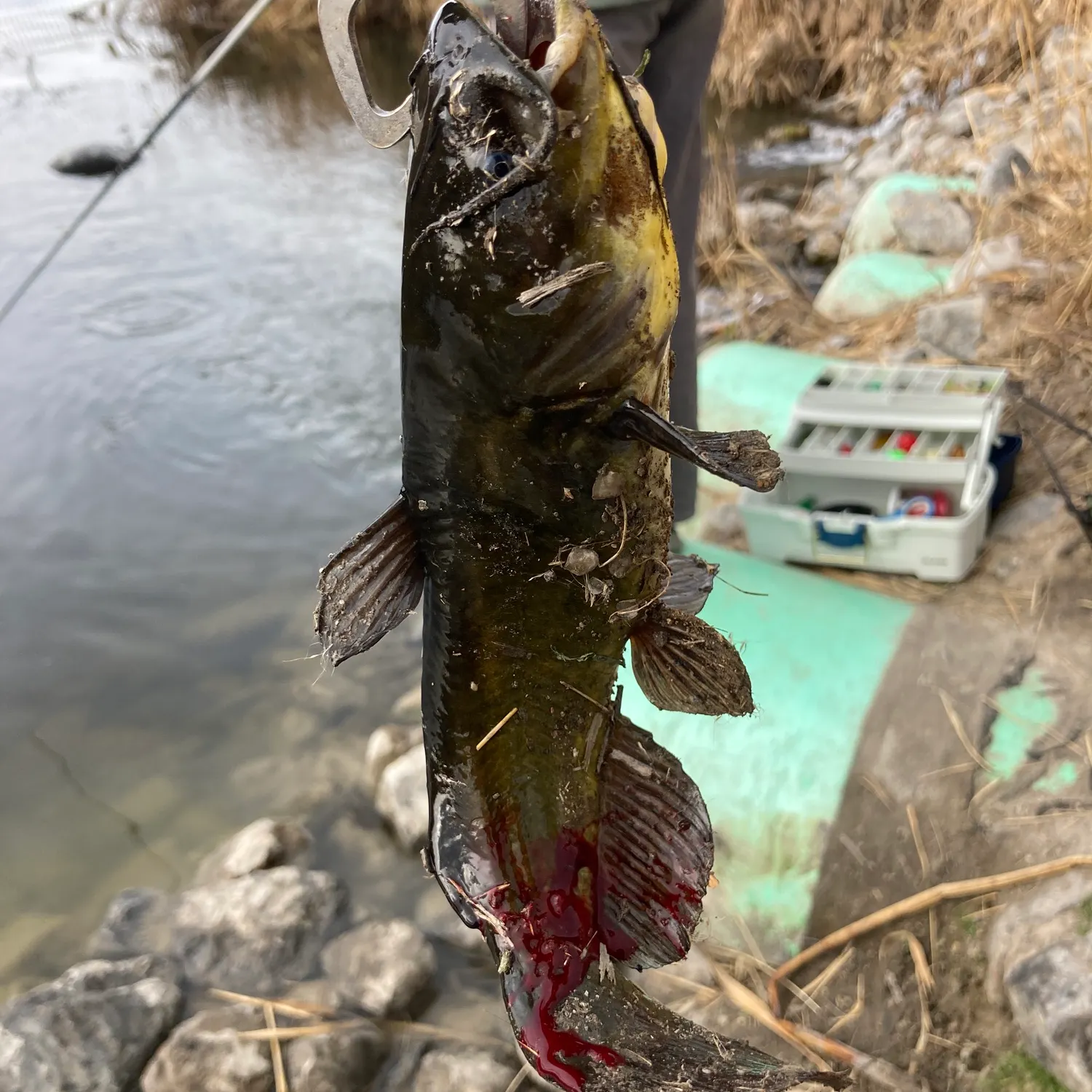 The most recent Black bullhead catches on Fishbrain