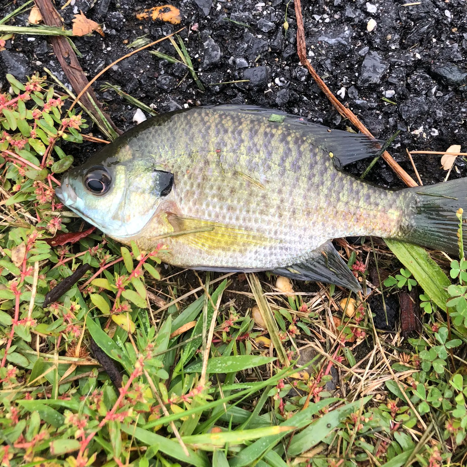 Bluegill caught on Fishbrain