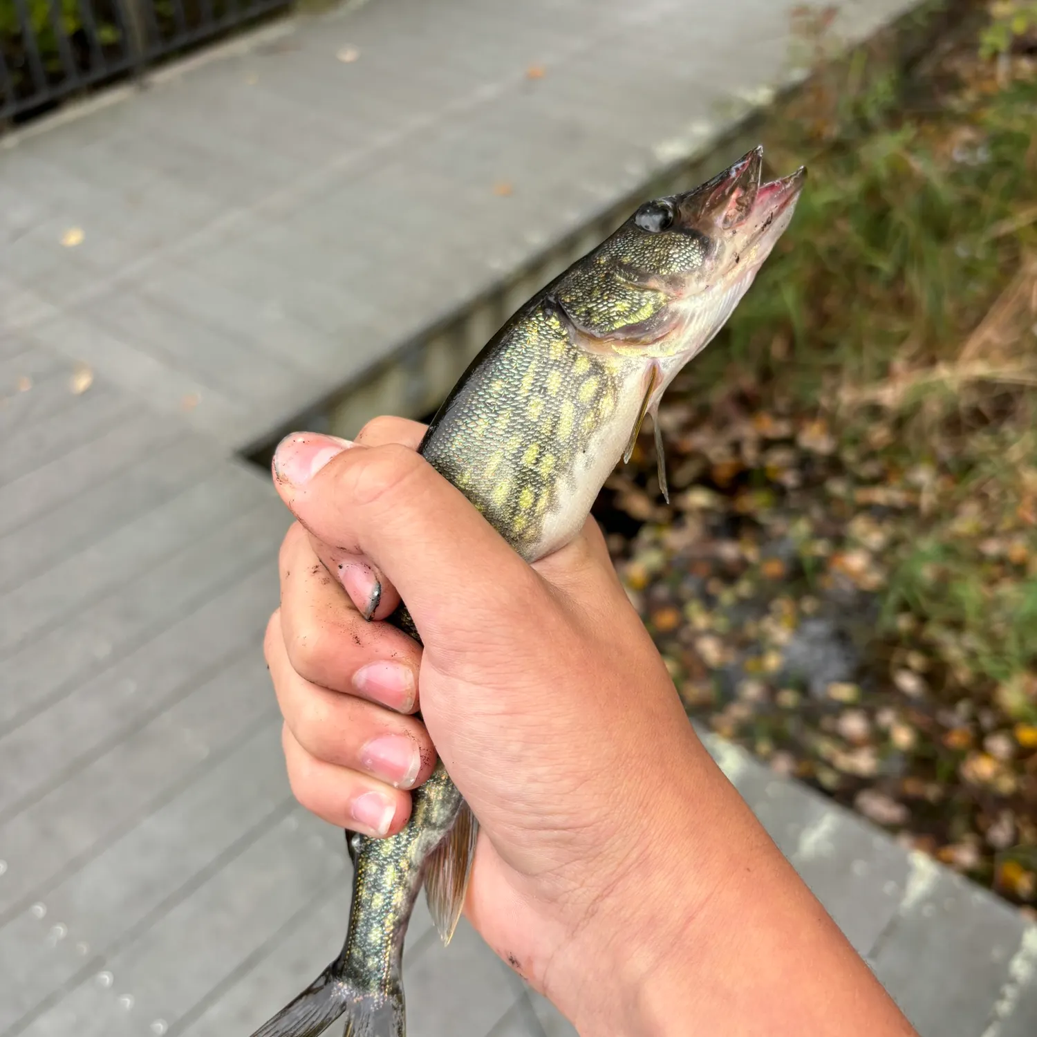 Chain pickerel caught on Fishbrain