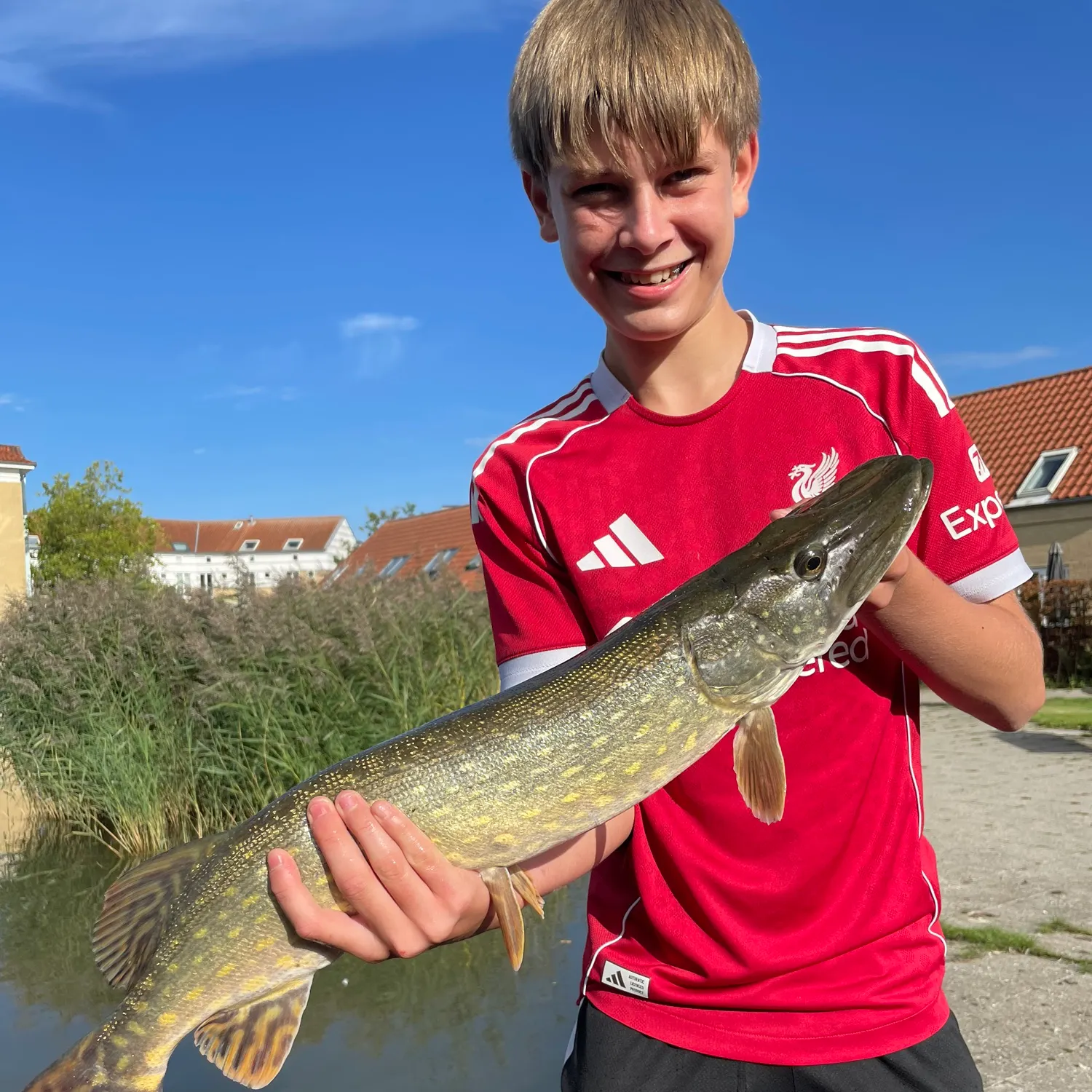 Northern pike caught on Fishbrain