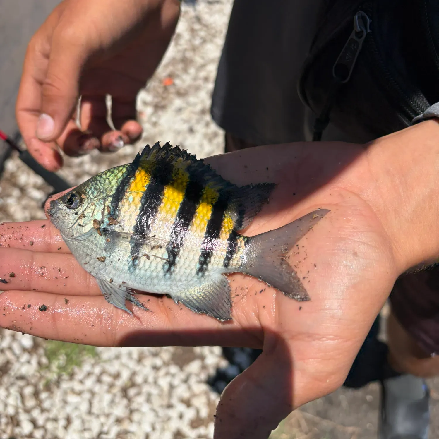 The most recent Sergeant-major catches on Fishbrain