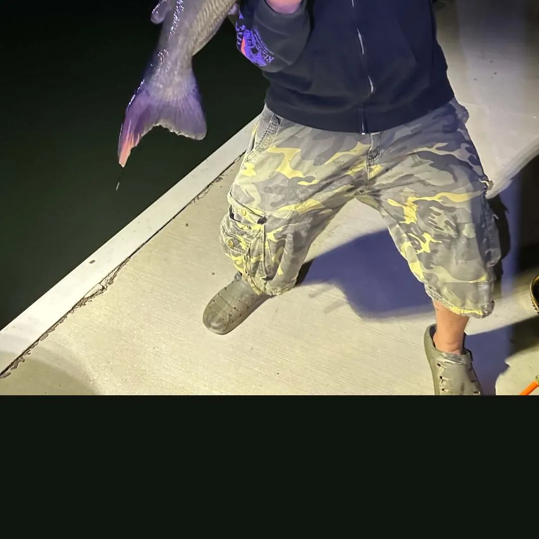 Channel catfish caught on Fishbrain