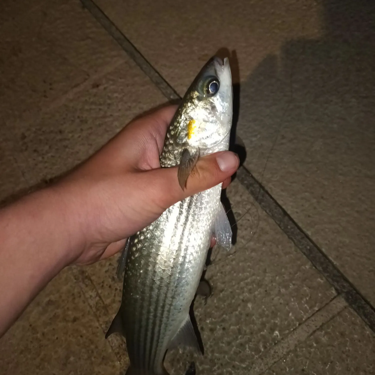 The most recent Golden grey mullet catches on Fishbrain