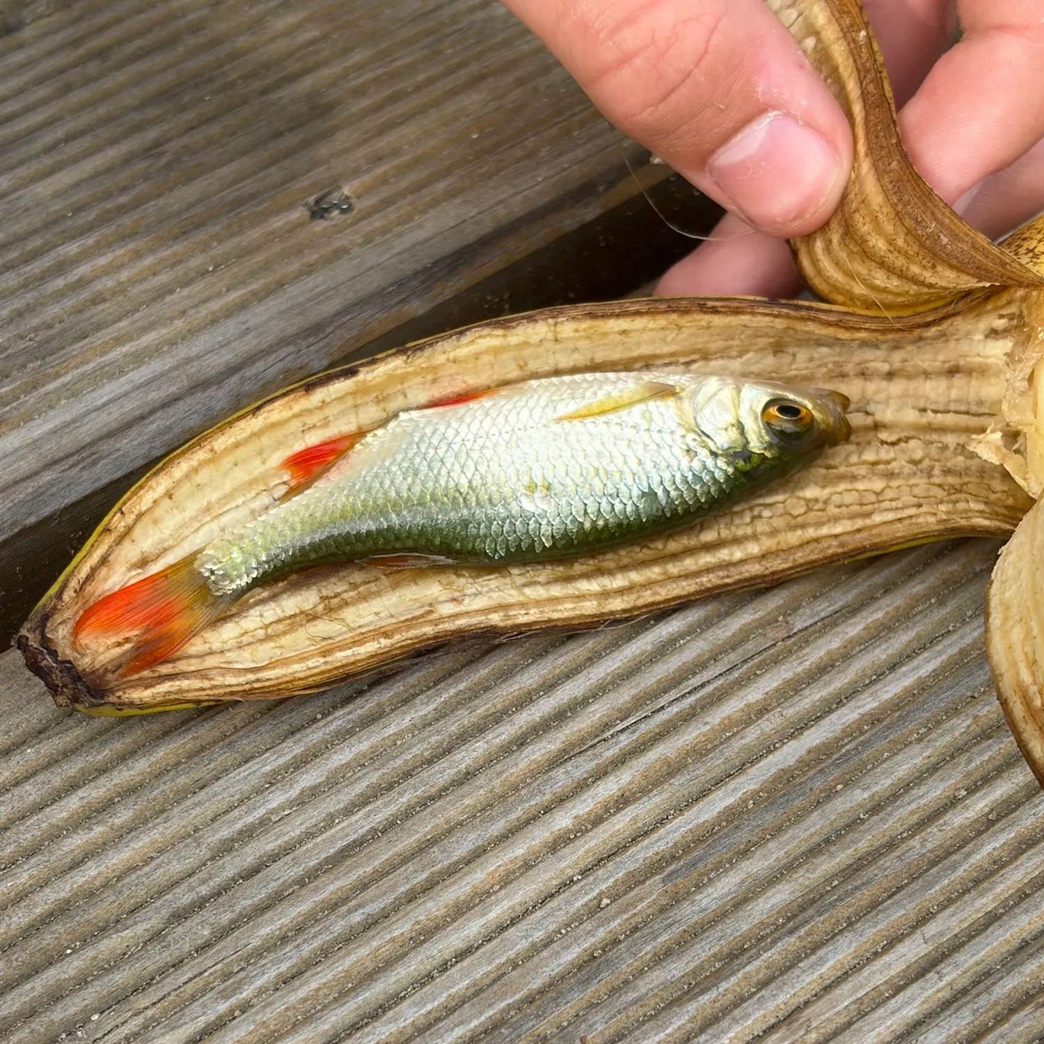 Common roach caught on Fishbrain