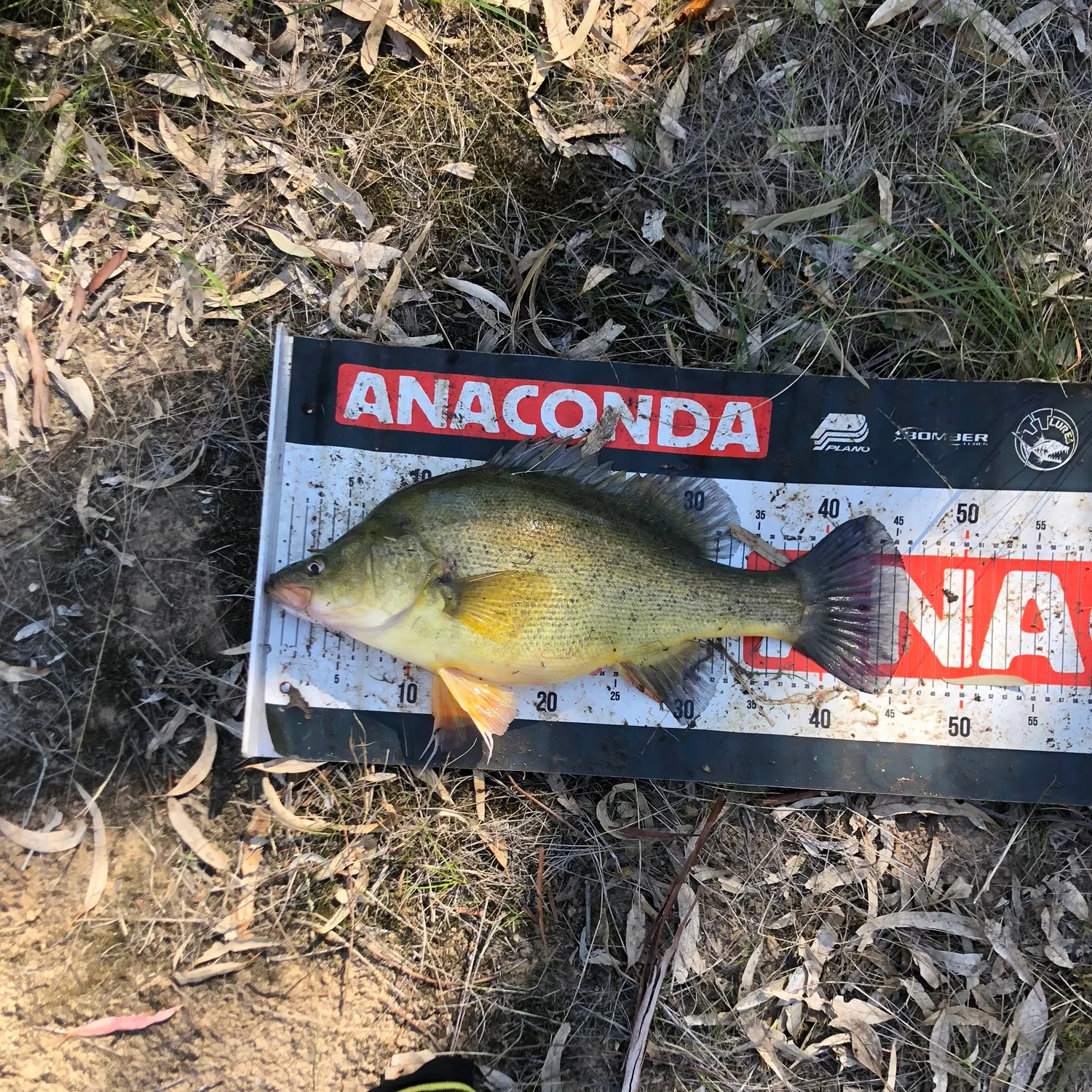 The most recent Golden perch catches on Fishbrain