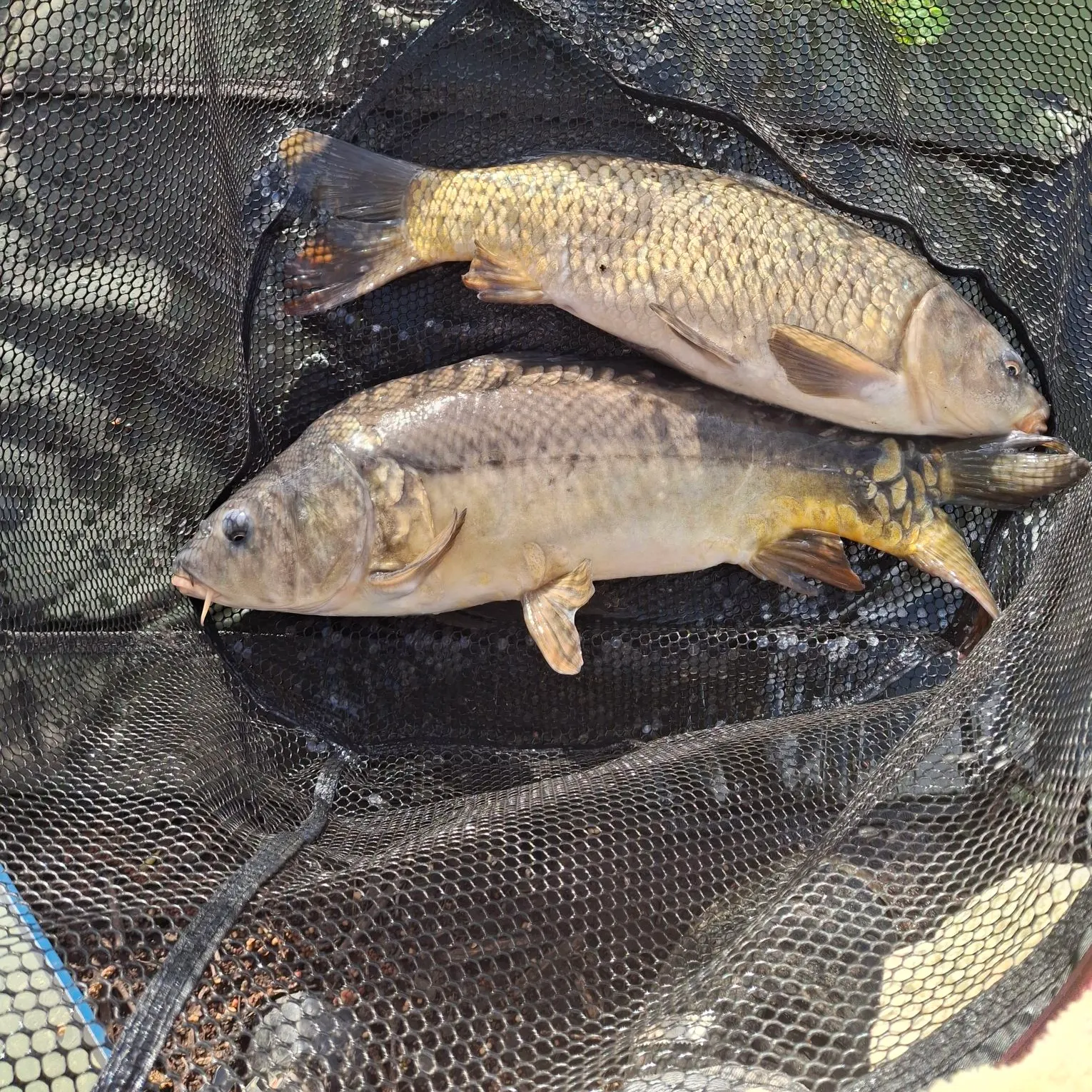 The most recent Mirror carp catches on Fishbrain