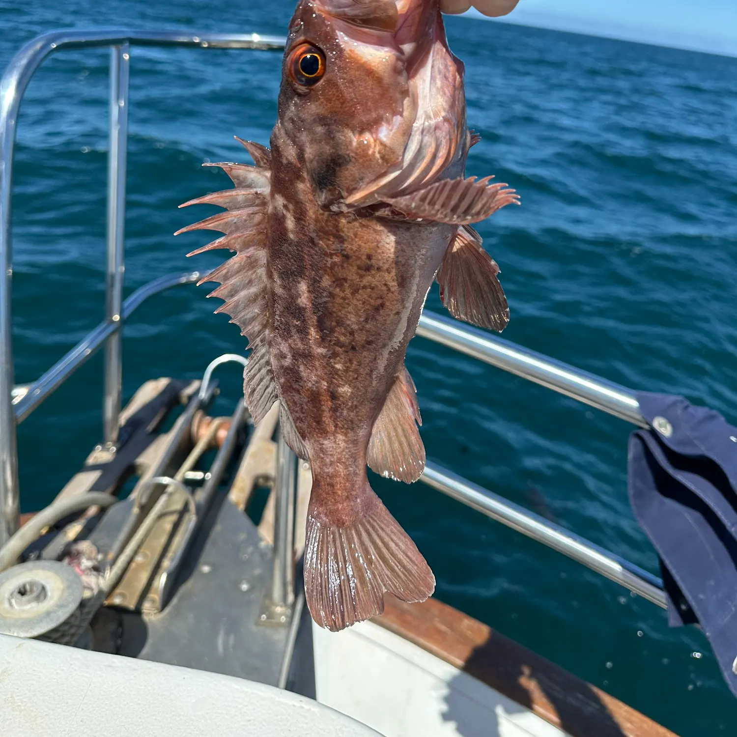 The most recent Copper rockfish catches on Fishbrain