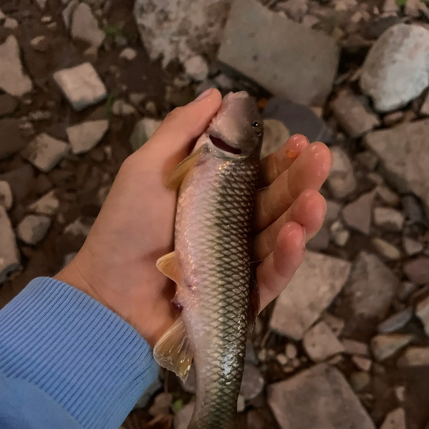 River chub caught on Fishbrain