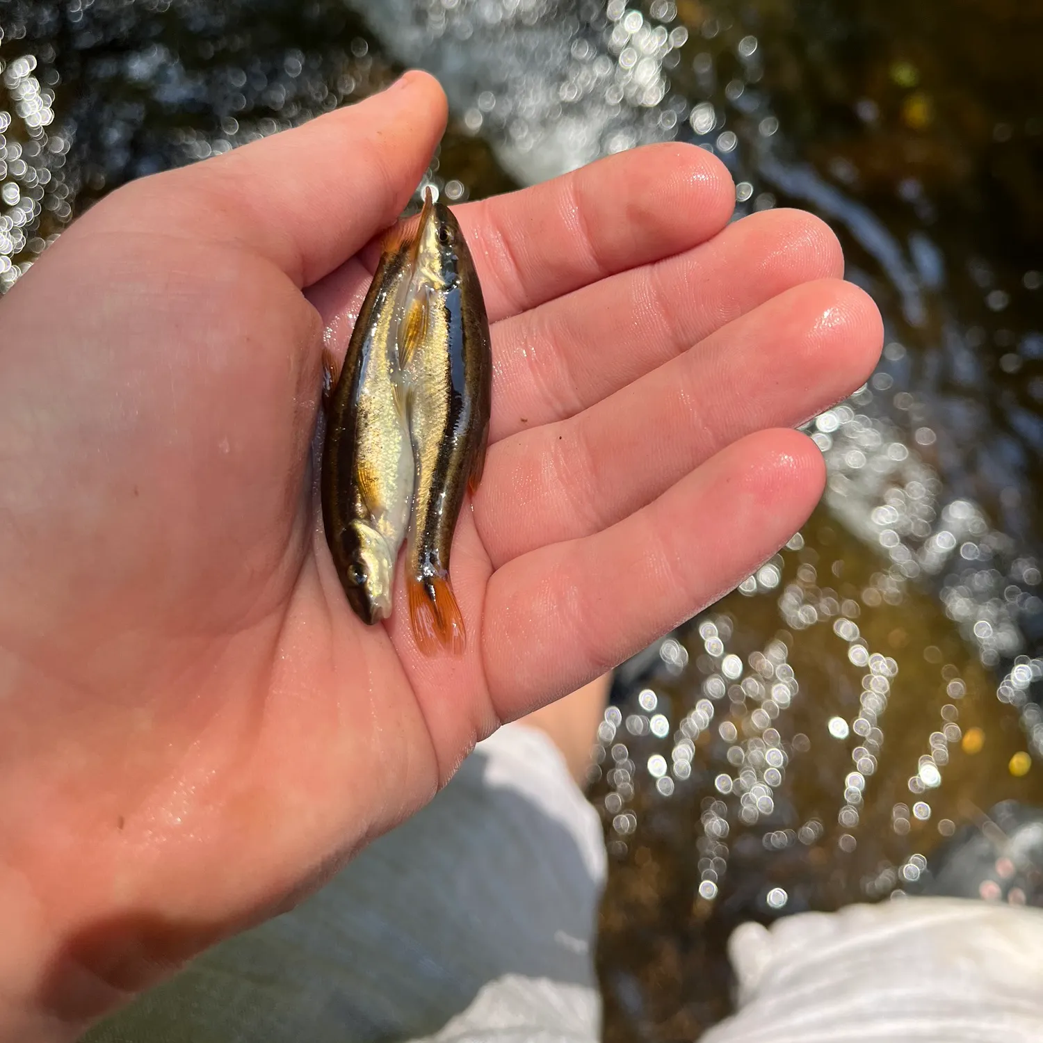The most recent Eastern blacknose dace catches on Fishbrain