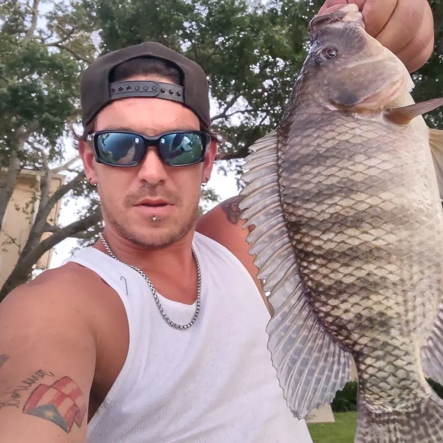 The most recent Redbreast tilapia catches on Fishbrain