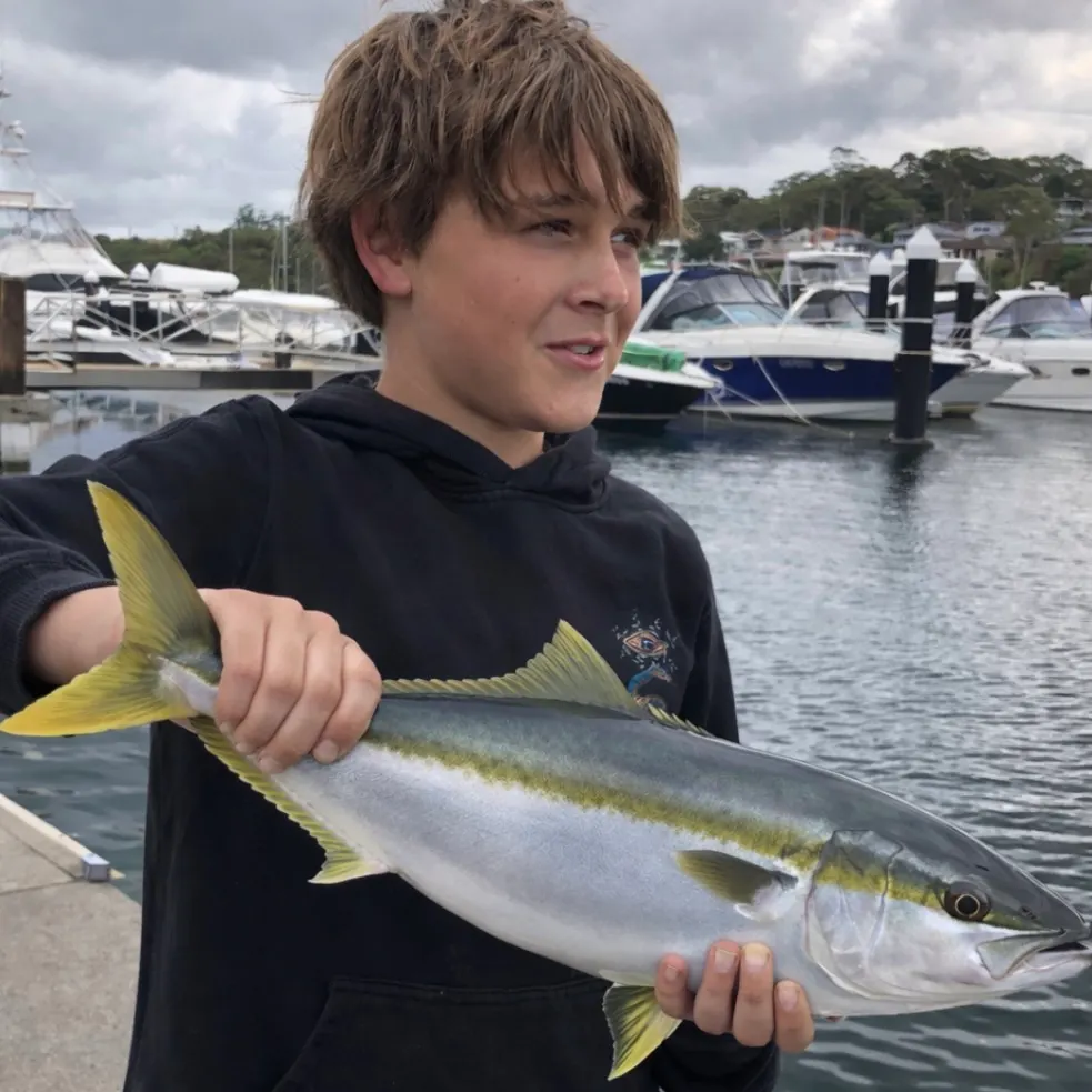The most recent Southern yellowtail amberjack catches on Fishbrain