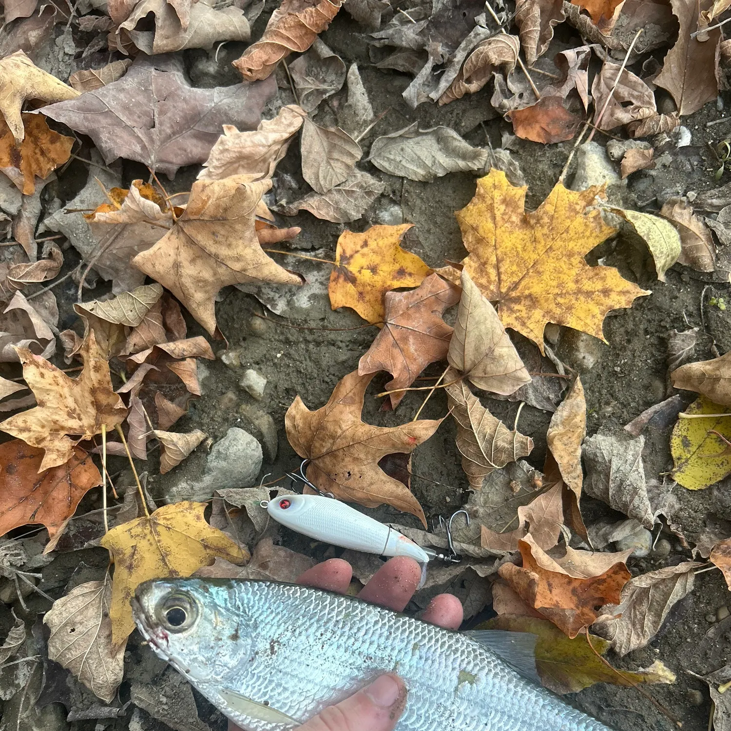 The most recent Mooneye catches on Fishbrain