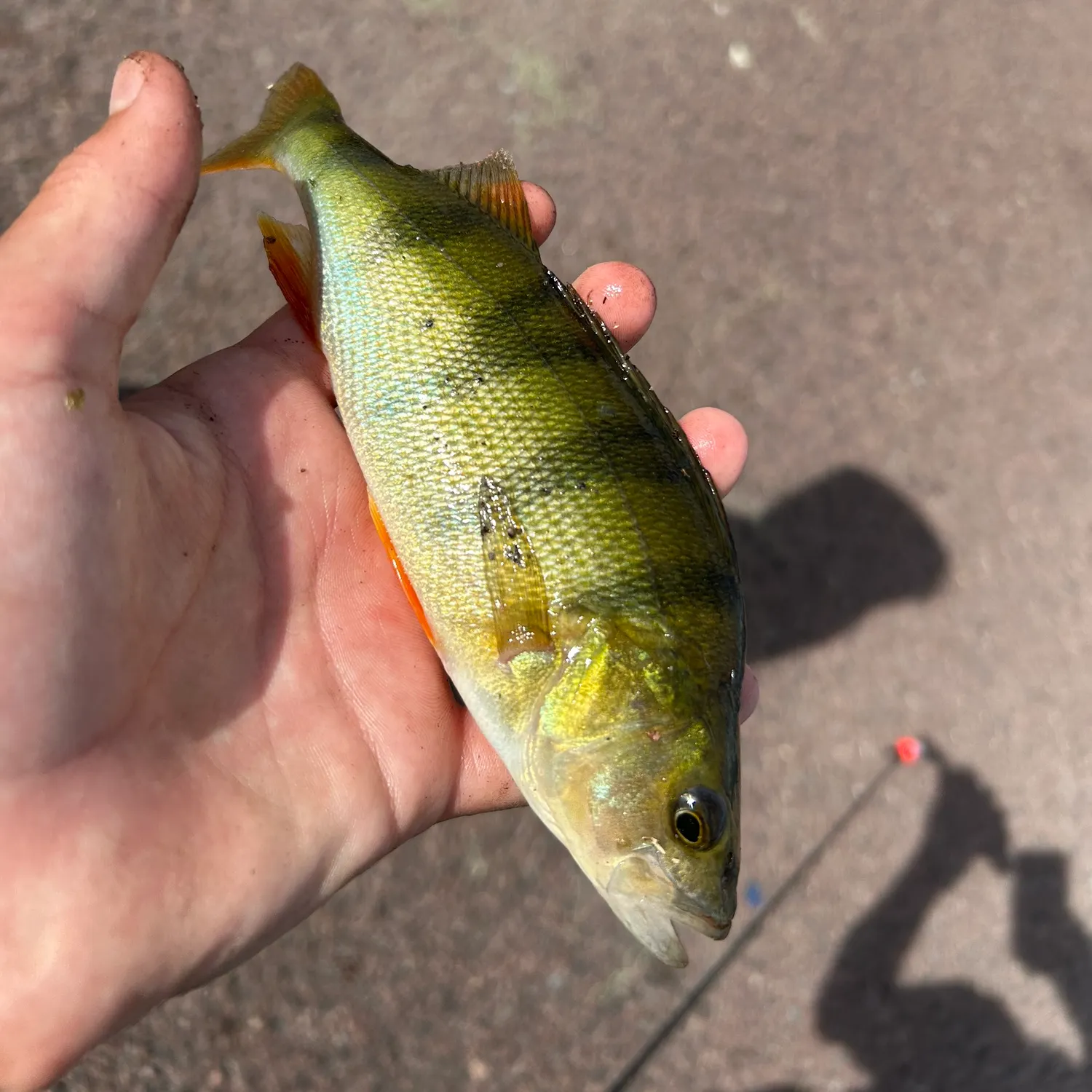 Fish caught on Fishbrain