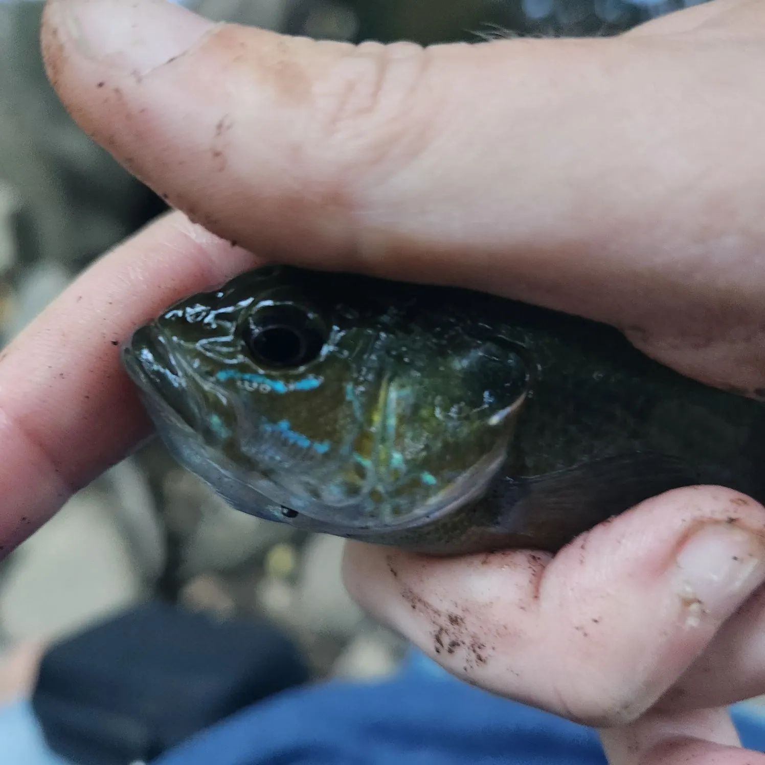 Green sunfish caught on Fishbrain