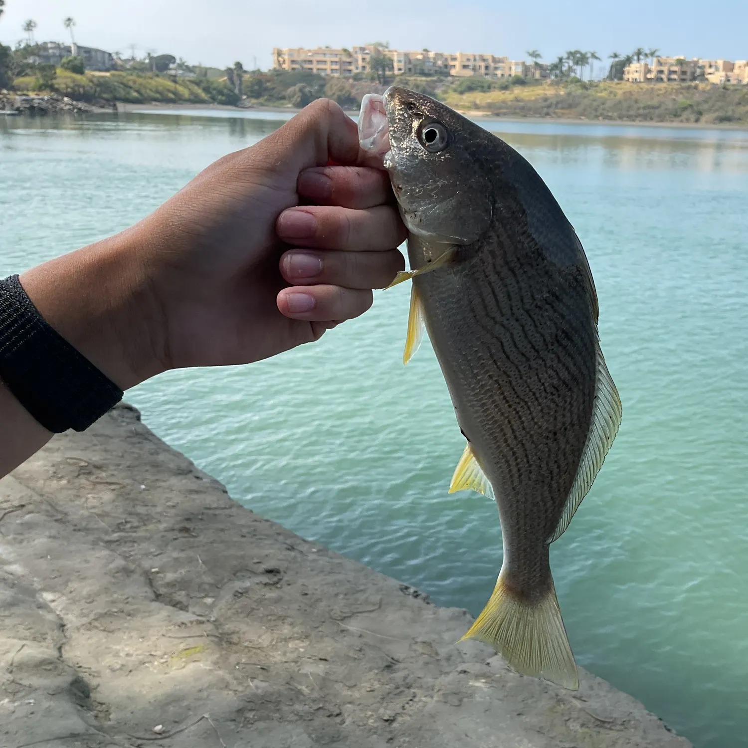 The most recent Yellowfin croaker catches on Fishbrain