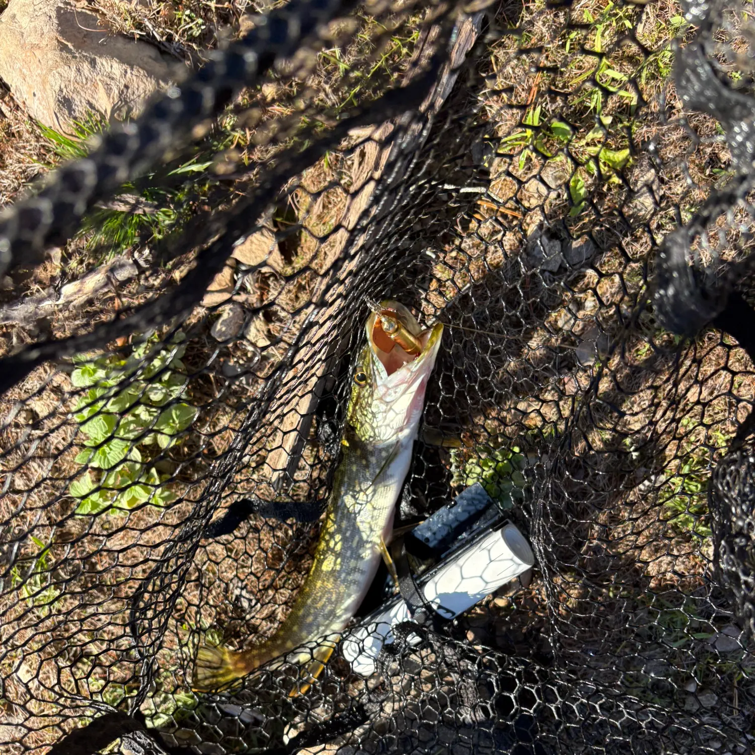 Northern pike caught on Fishbrain