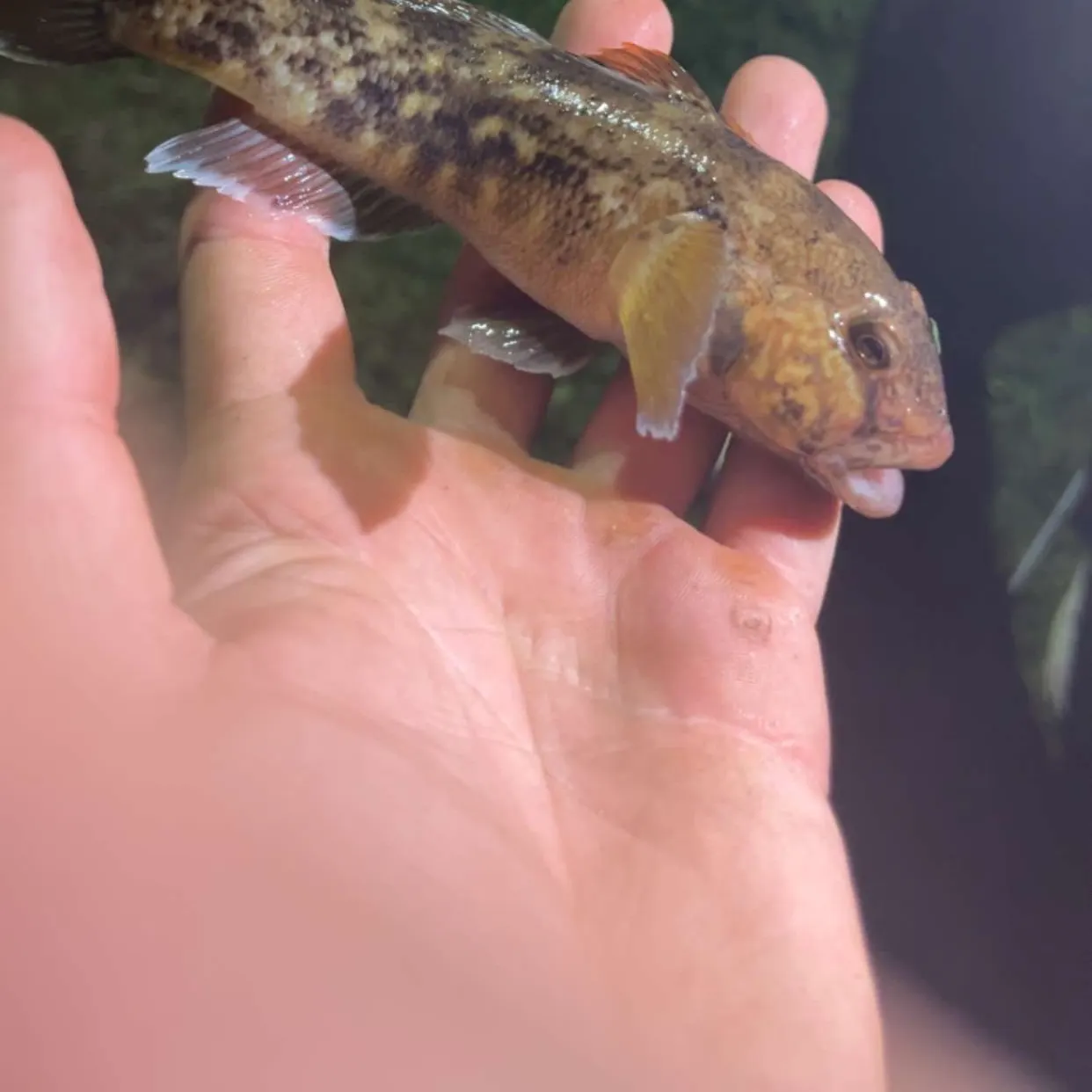 Round goby caught on Fishbrain