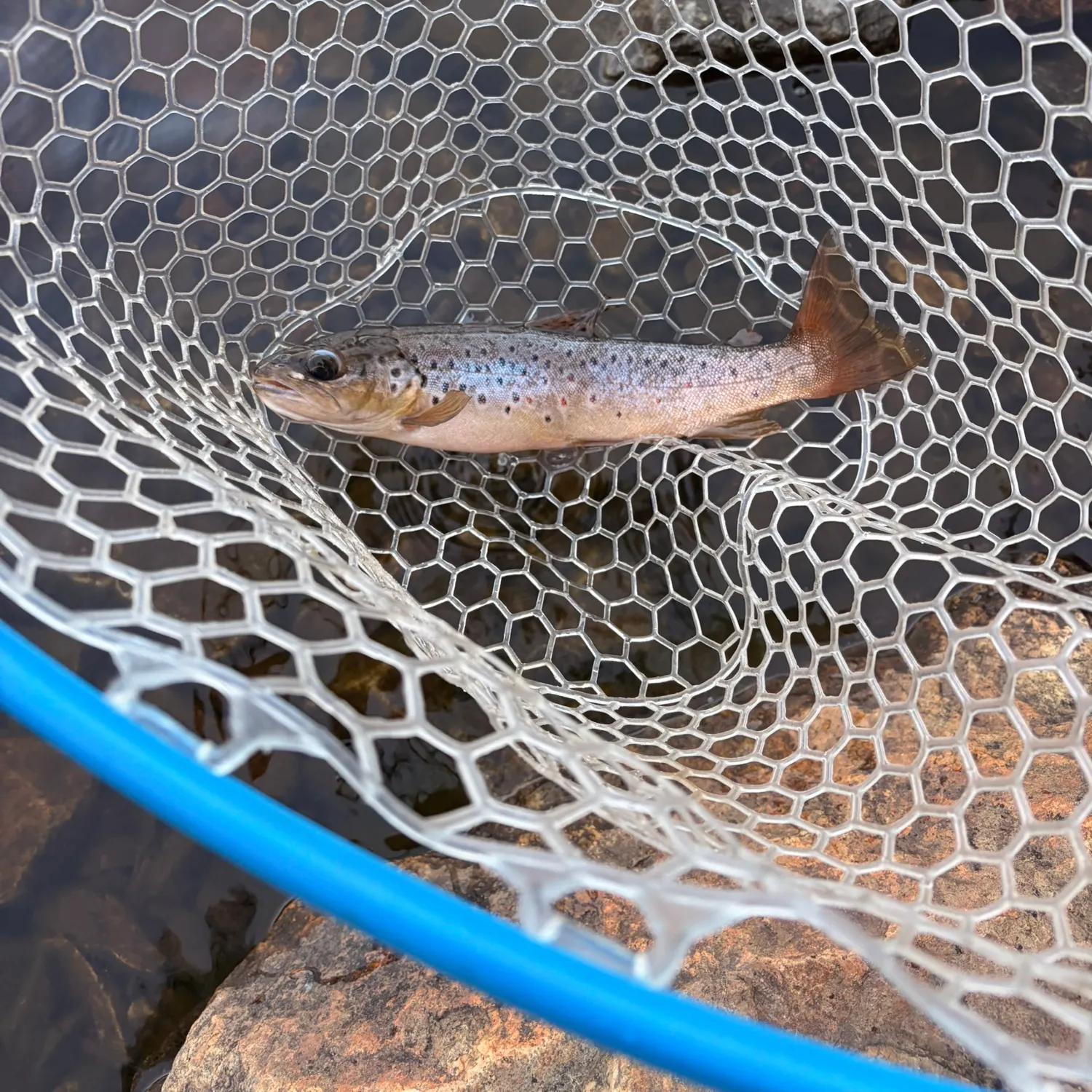 Brown trout caught on Fishbrain