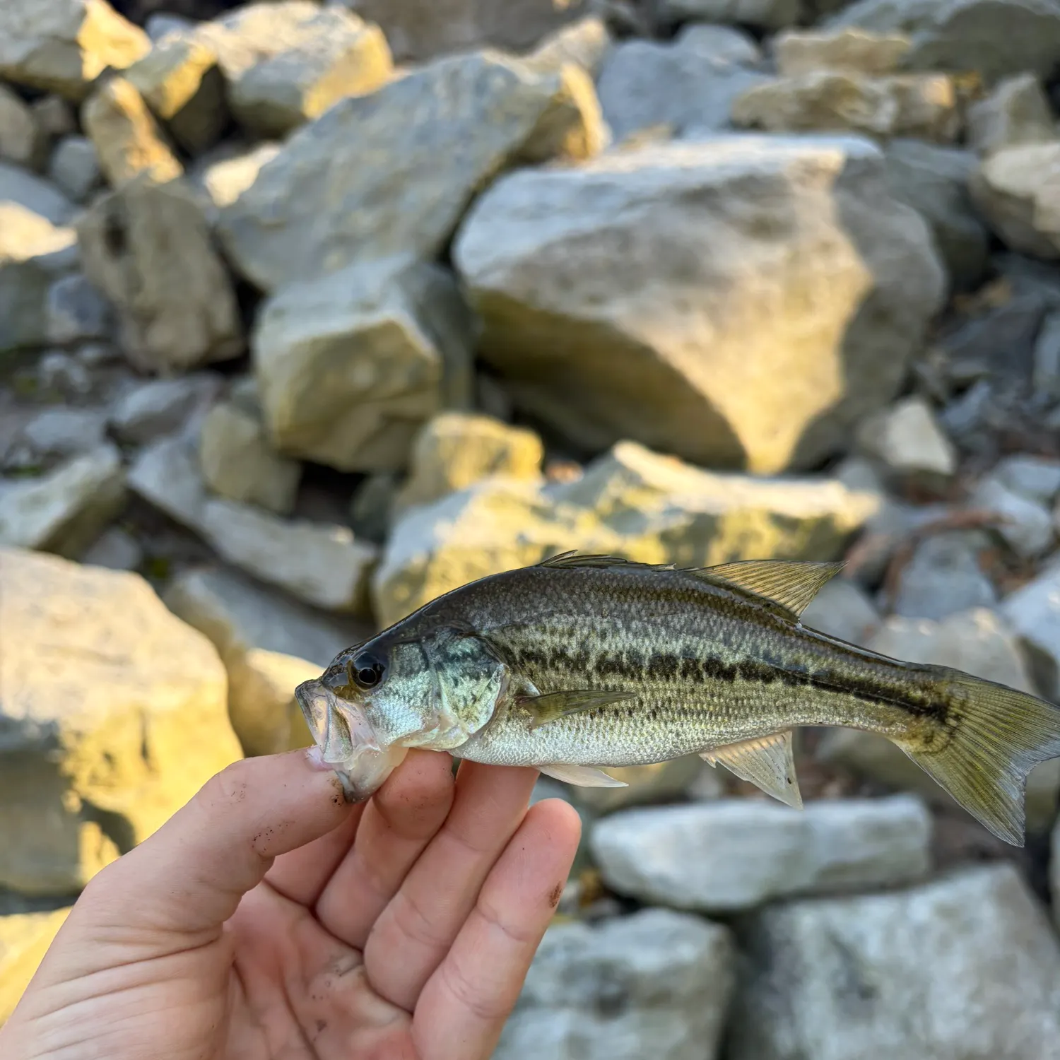 Largemouth bass caught on Fishbrain