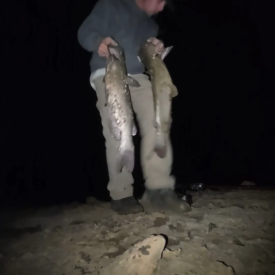 Channel catfish caught on Fishbrain