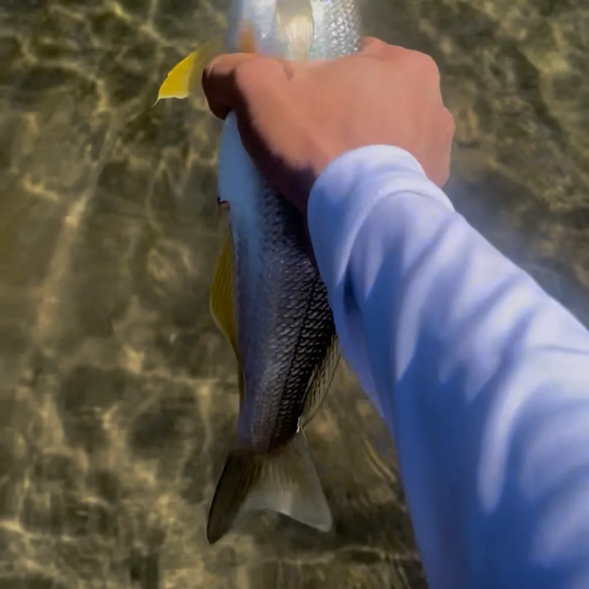 The most recent Yellowfin sillago catches on Fishbrain