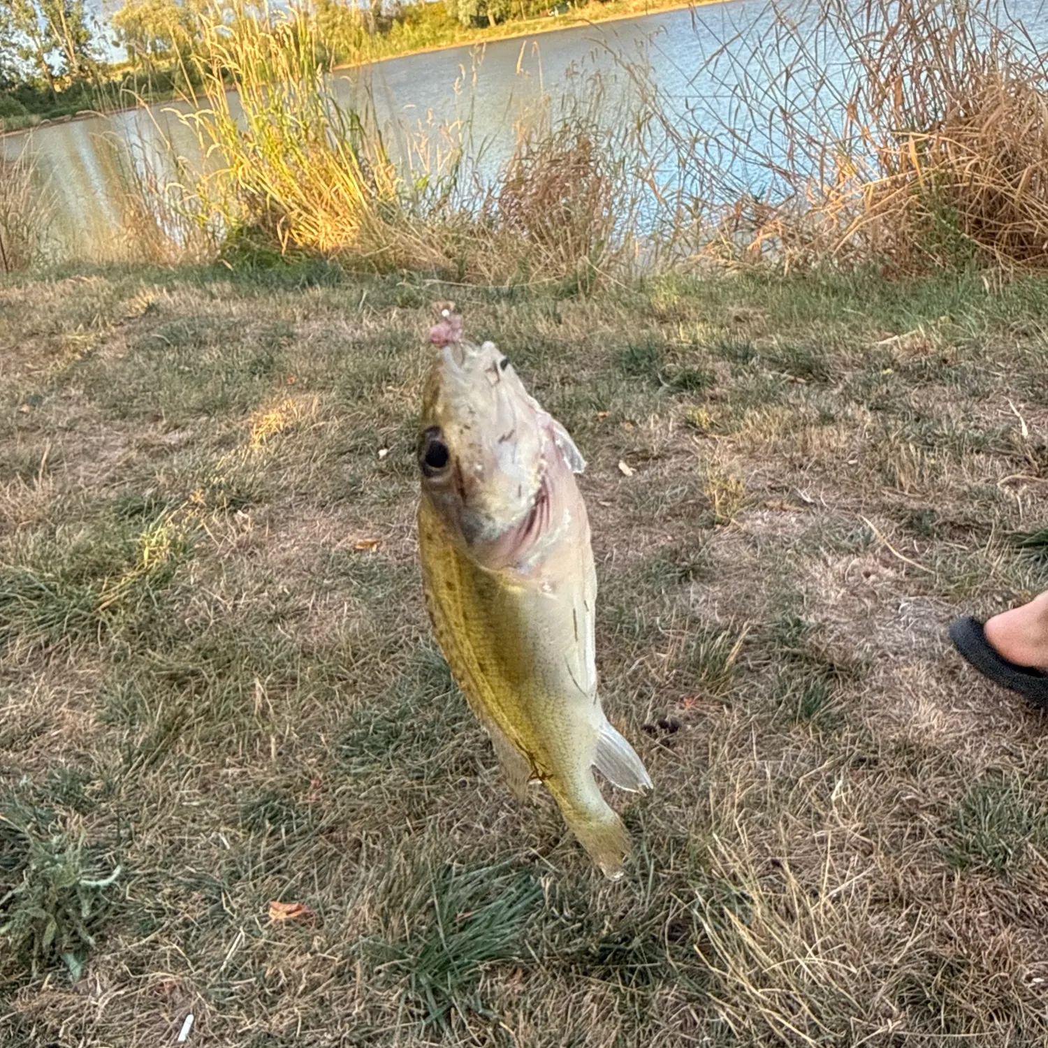 Fish caught on Fishbrain
