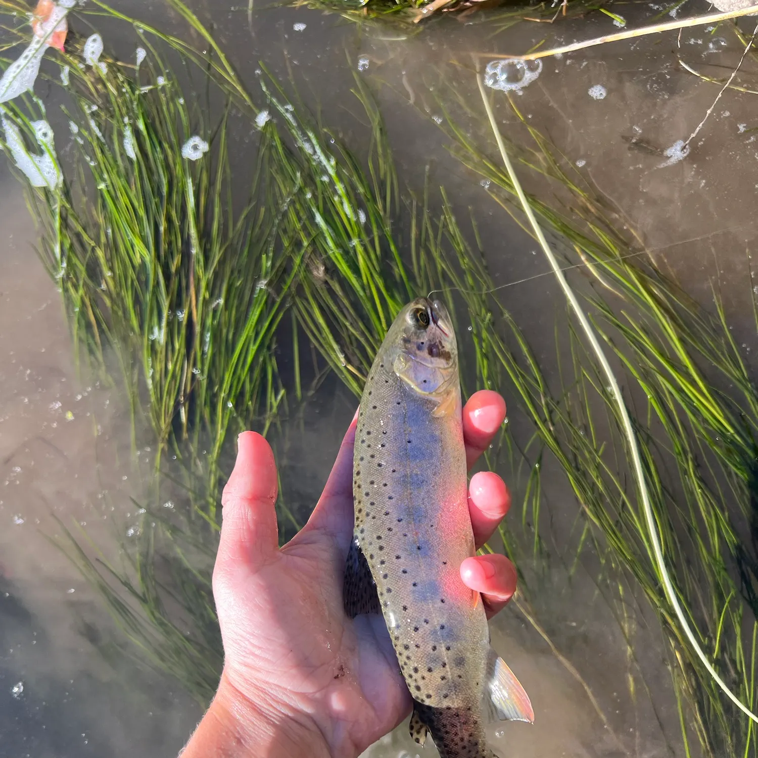Bonneville cutthroat trout caught on Fishbrain