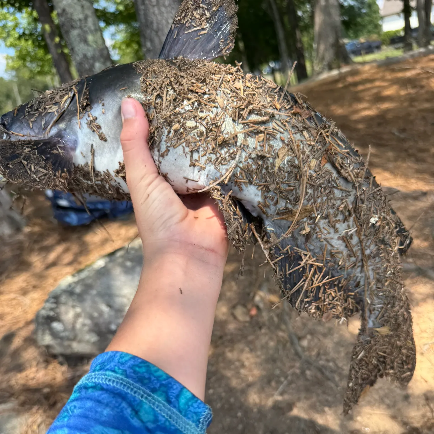 Channel catfish caught on Fishbrain