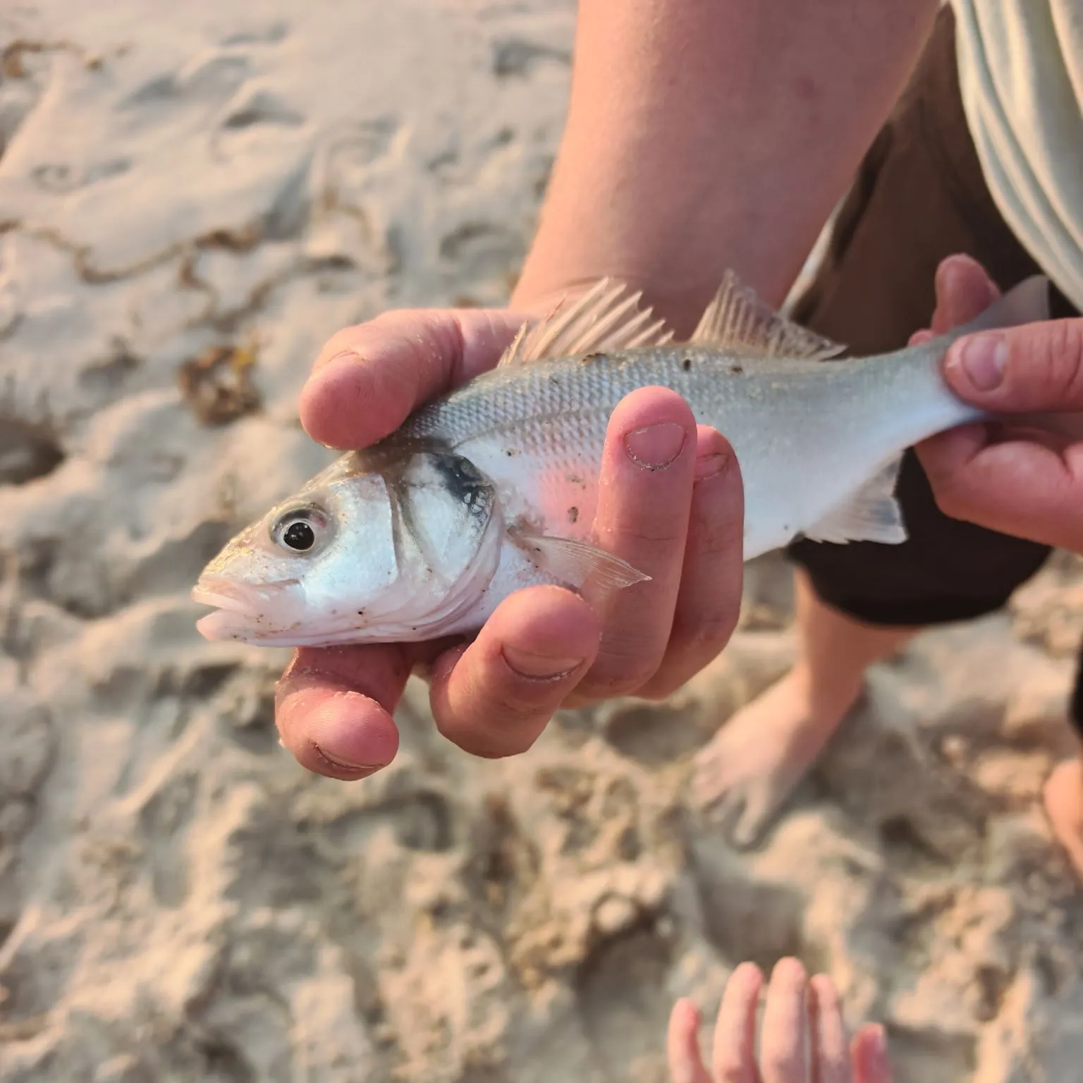 European seabass caught on Fishbrain