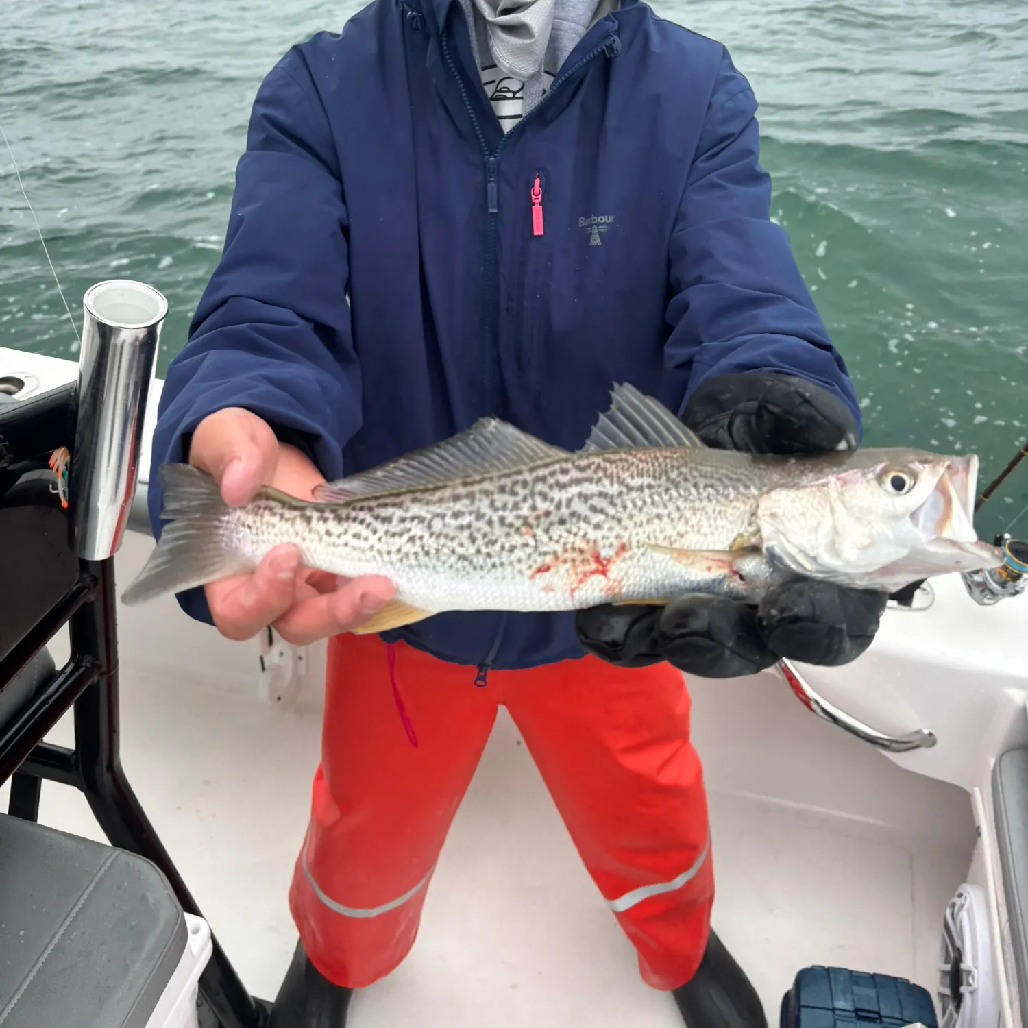 The most recent Gray weakfish catches on Fishbrain